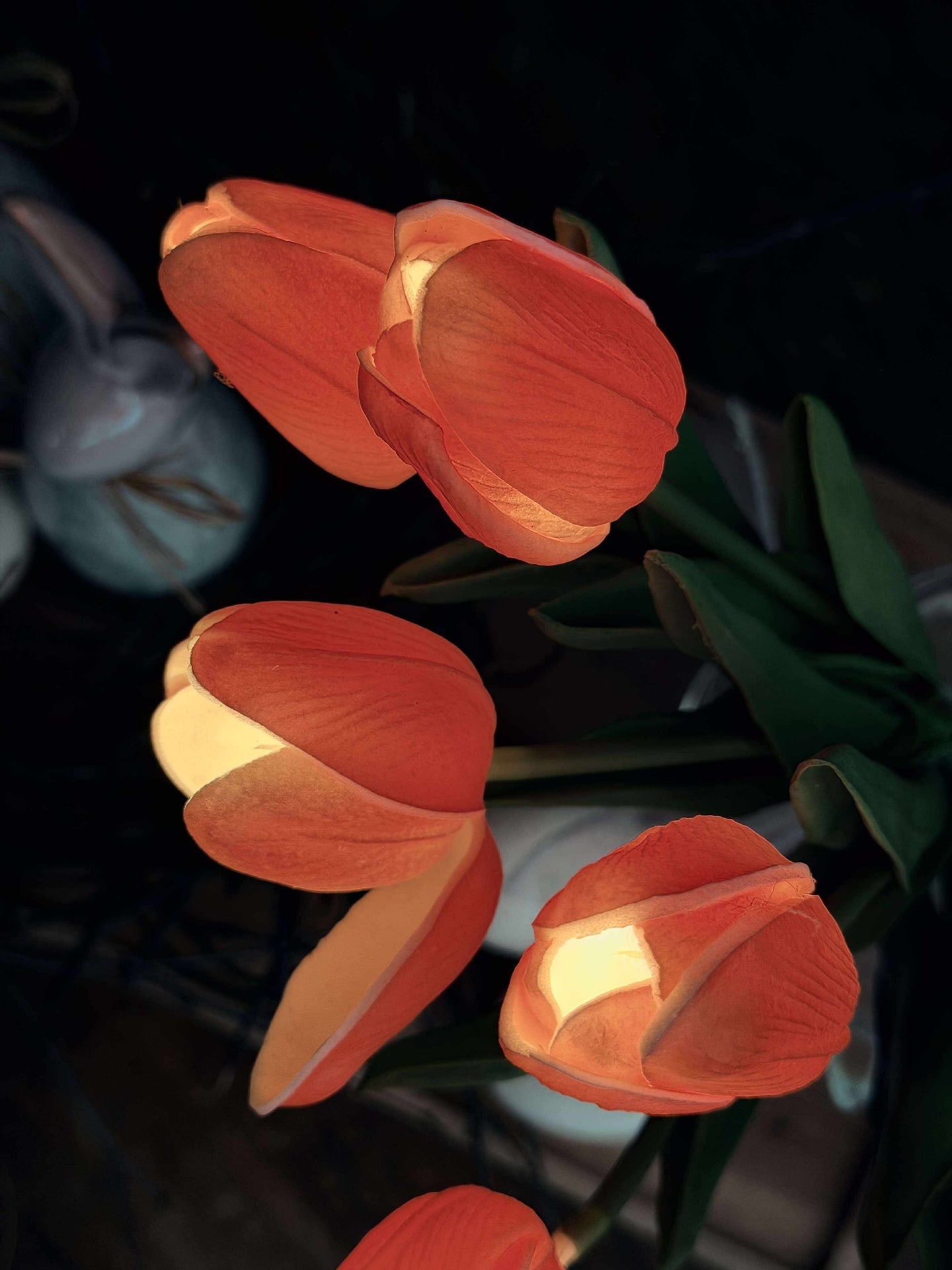 Tulpen mit Licht - Rot