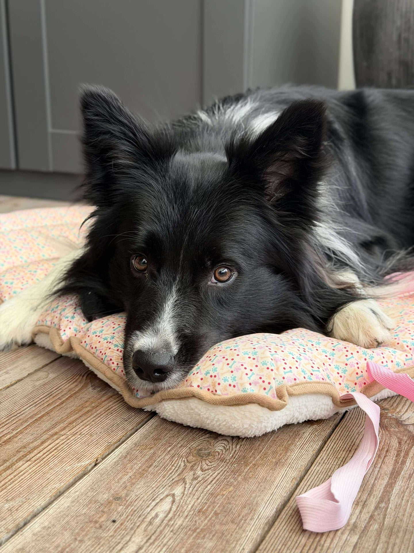 Hundedecke - Faltbar
