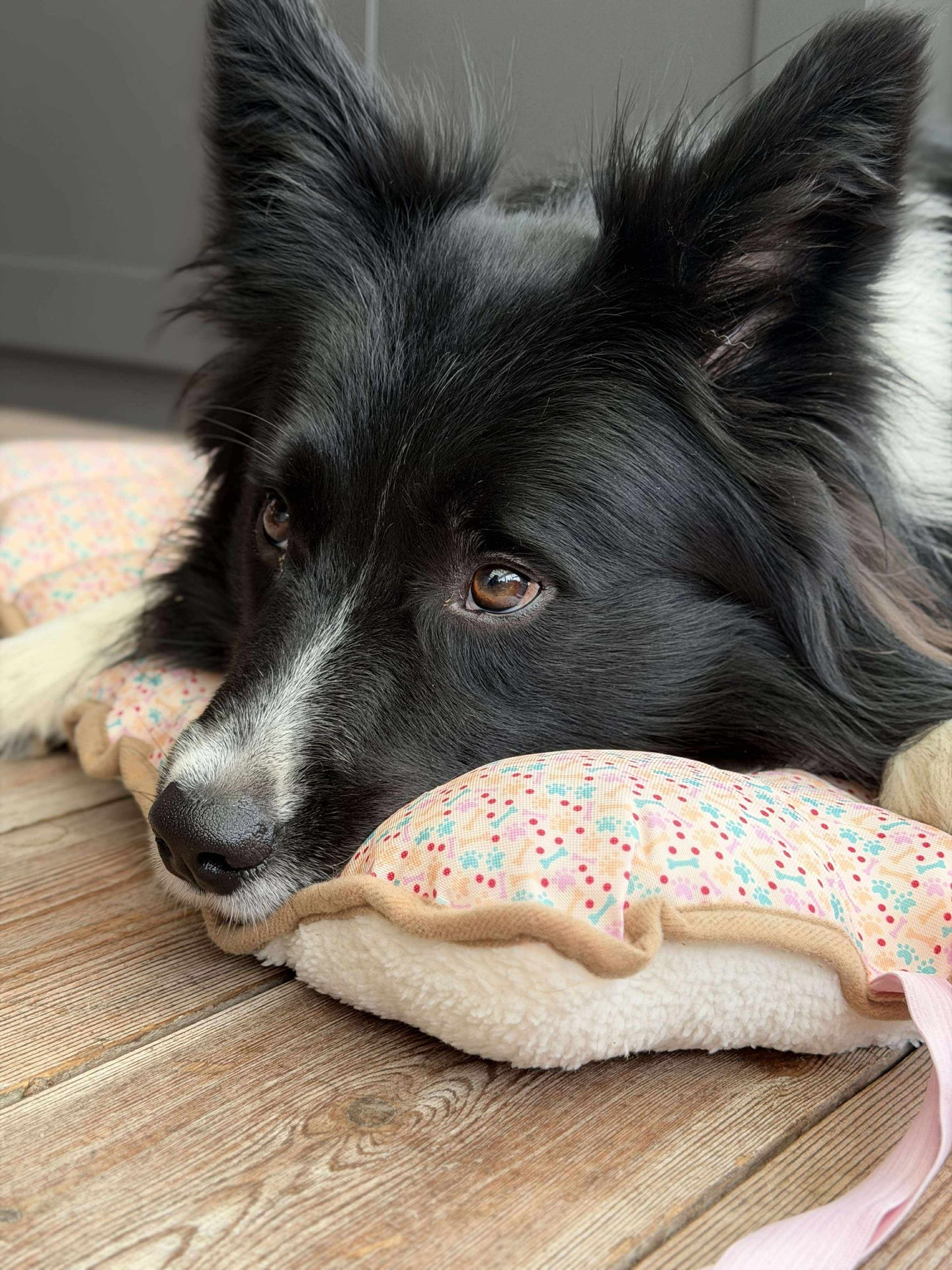 Hundedecke - Faltbar