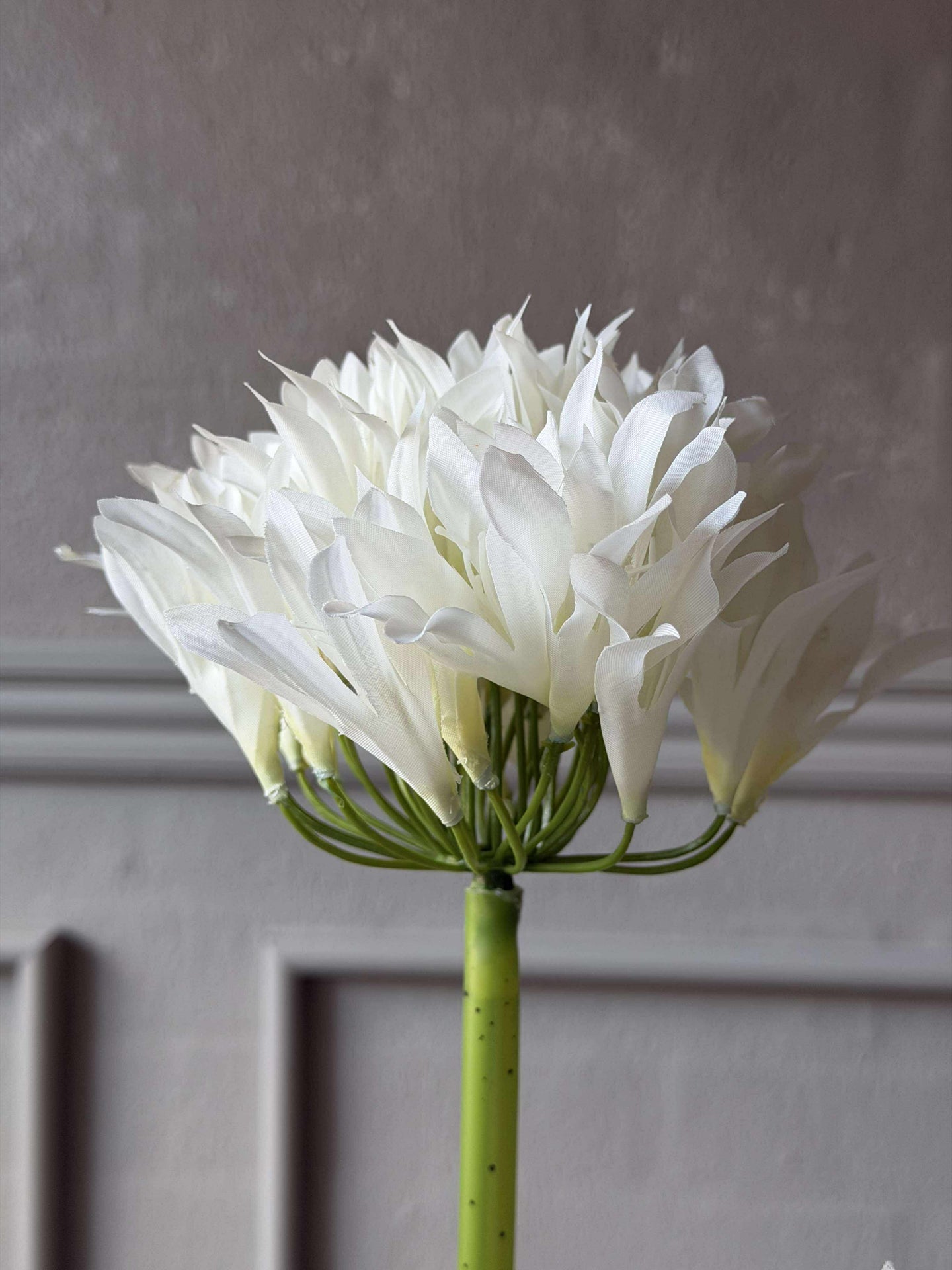 Agapanthus 80cm - mehrere Farben