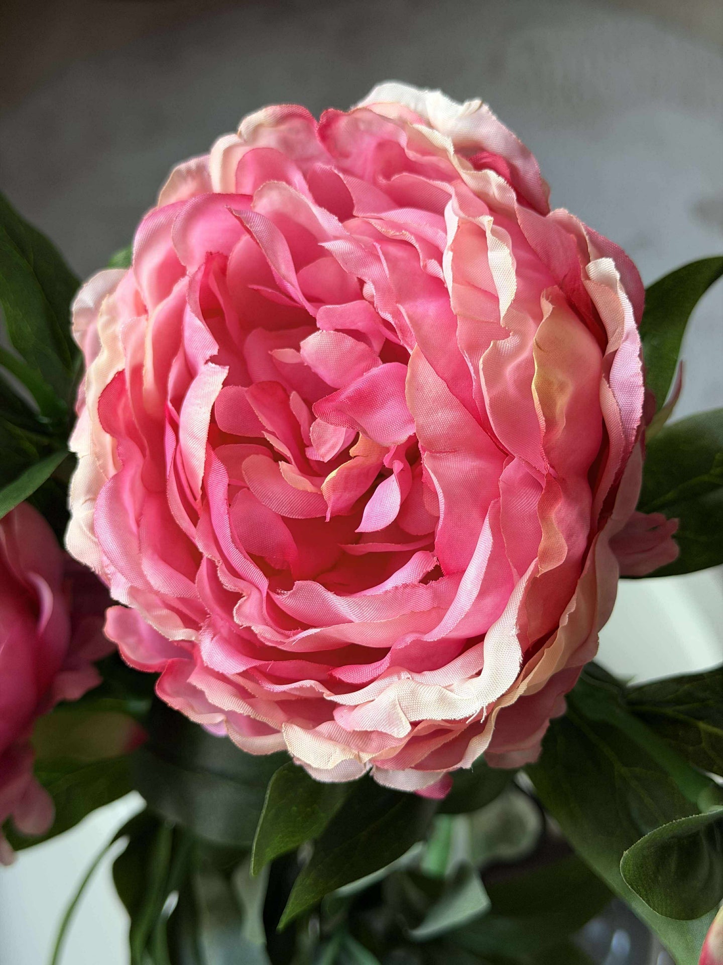 Pfingstrose 60 cm - Mehrere Farben