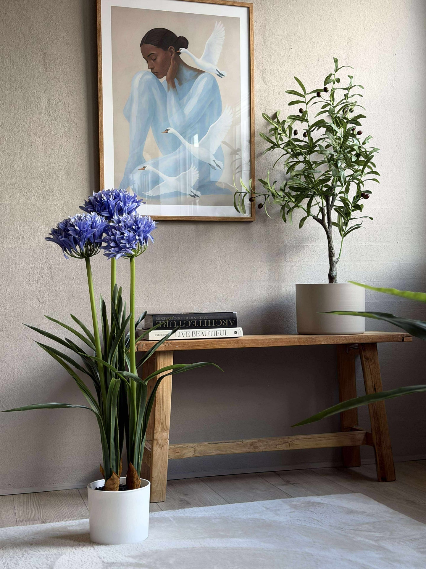 Agapanthus 80cm - mehrere Farben