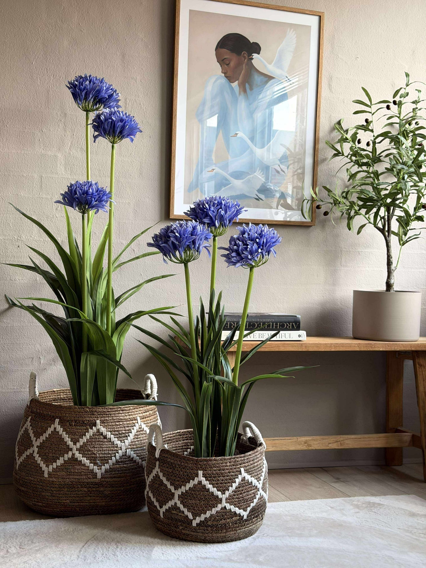 Agapanthus 80cm - mehrere Farben