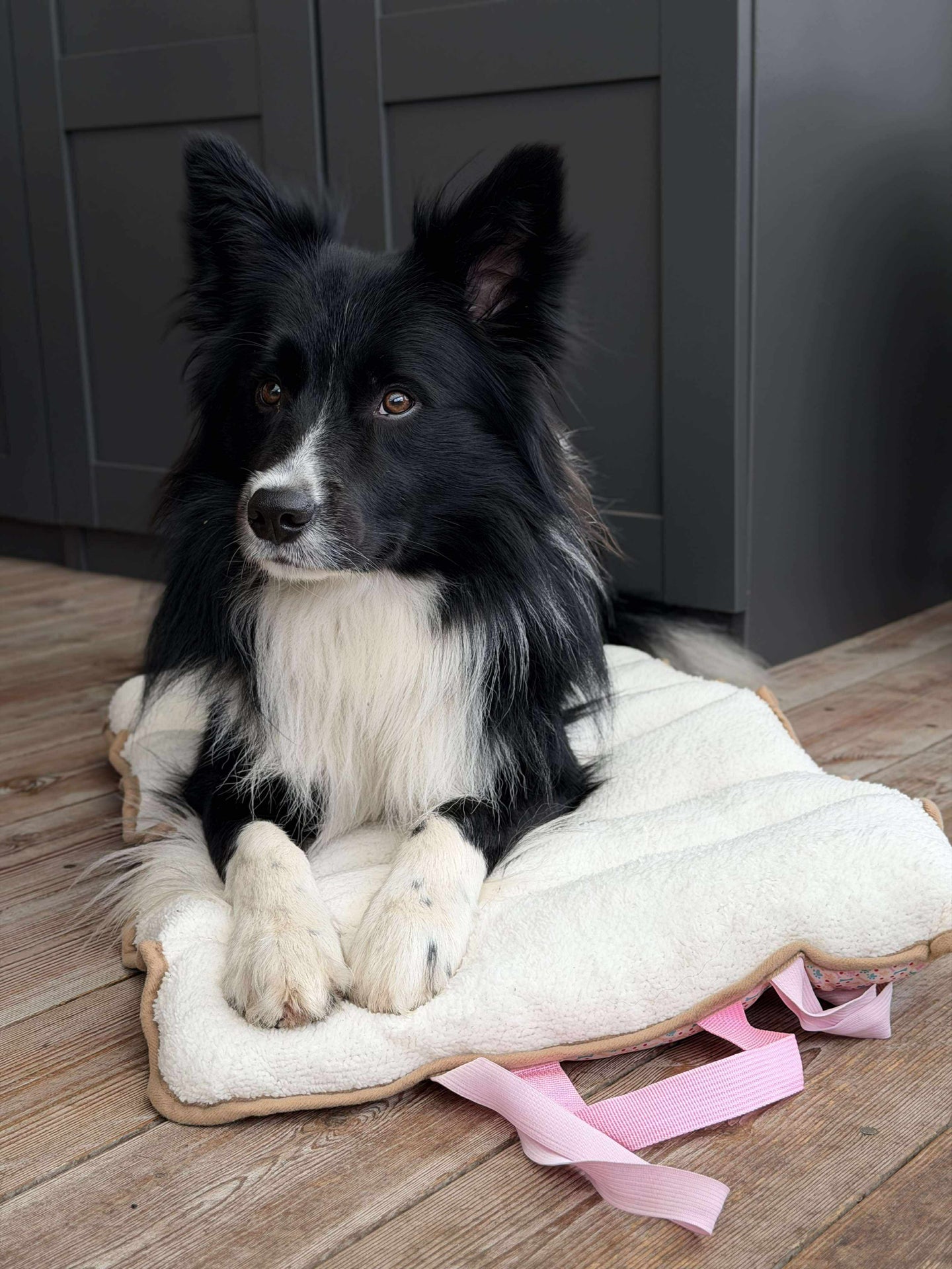 Hundedecke - Faltbar