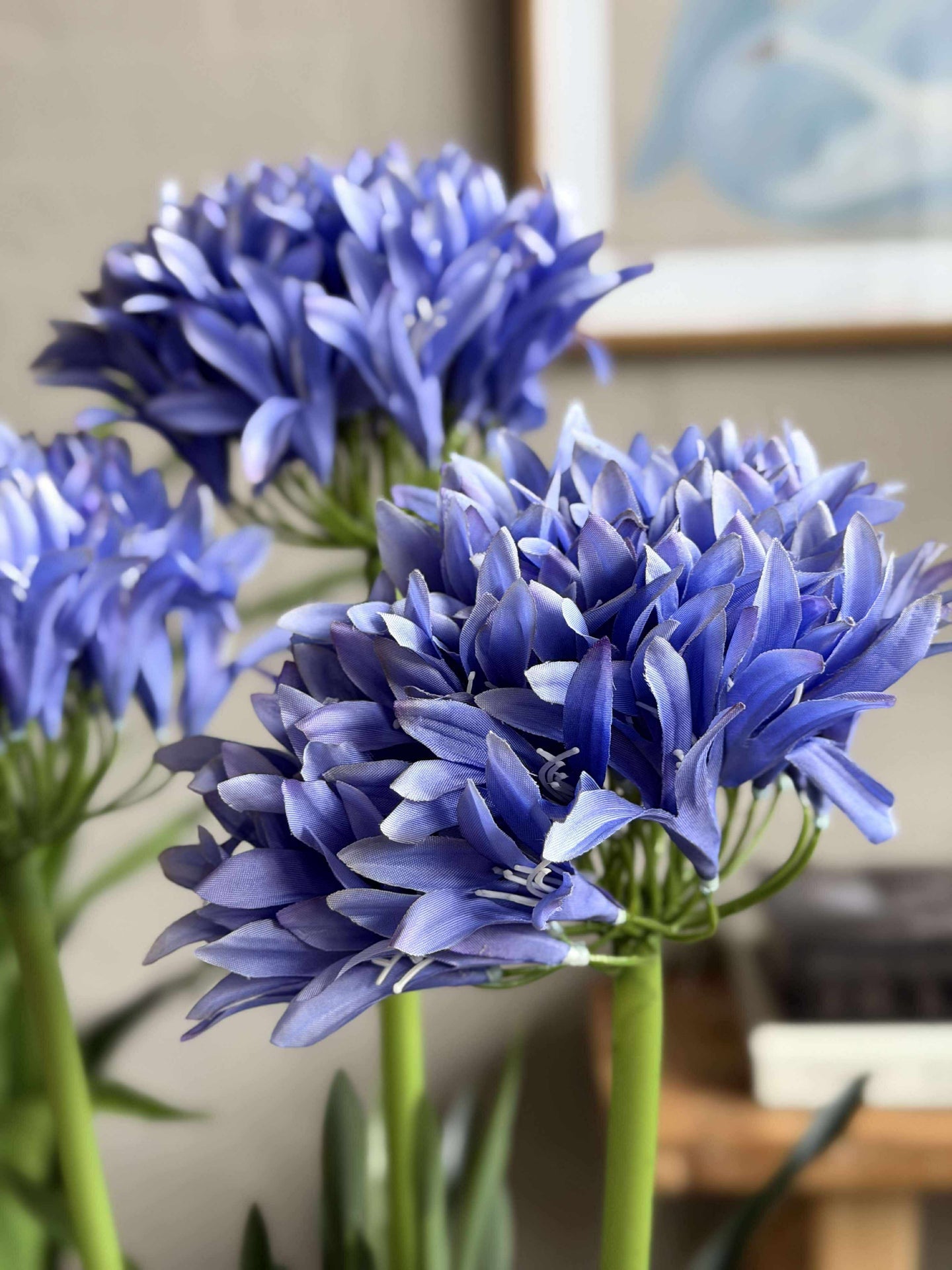Agapanthus 120 cm - mehrere Farben