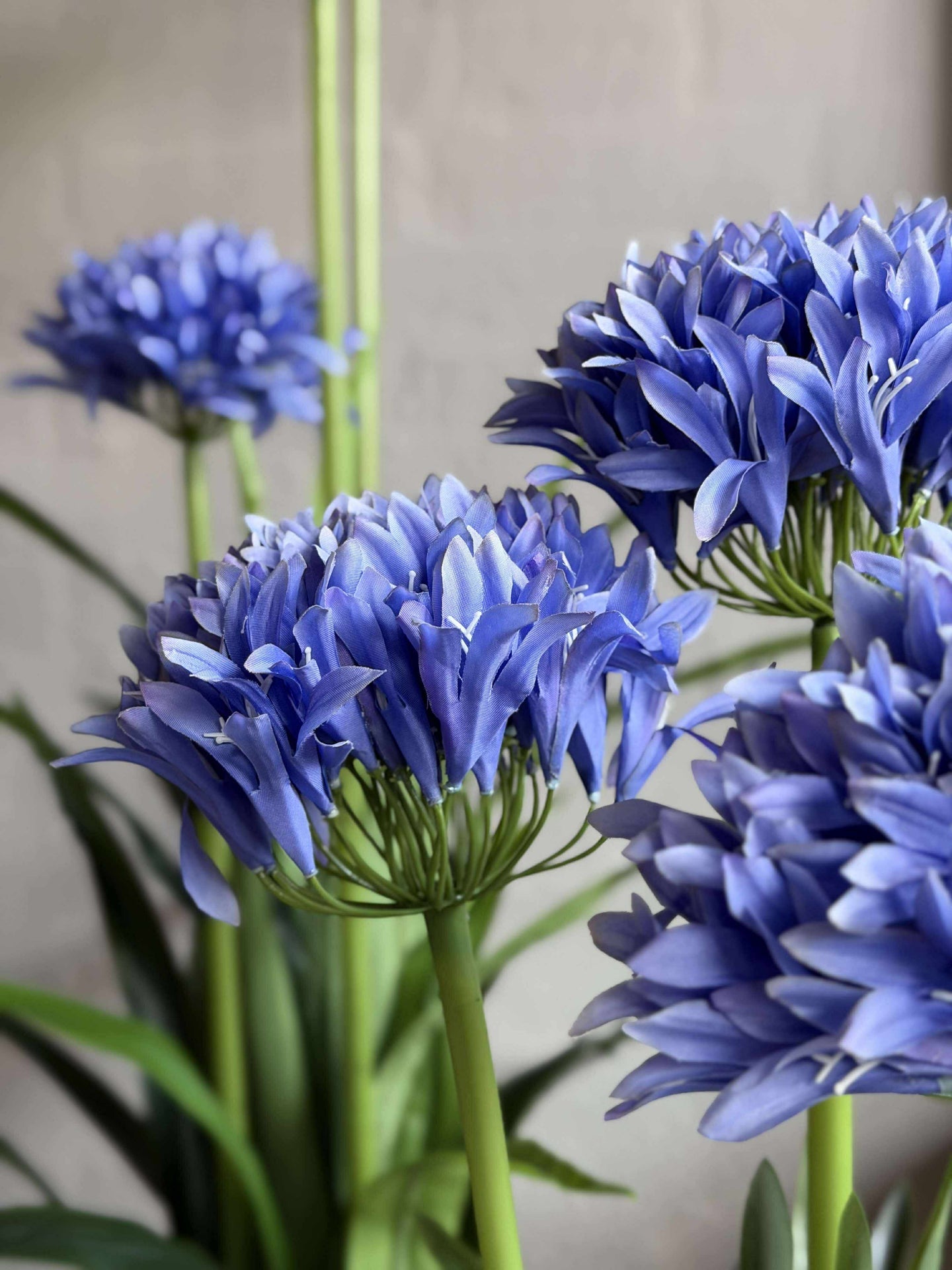 Agapanthus 80cm - mehrere Farben