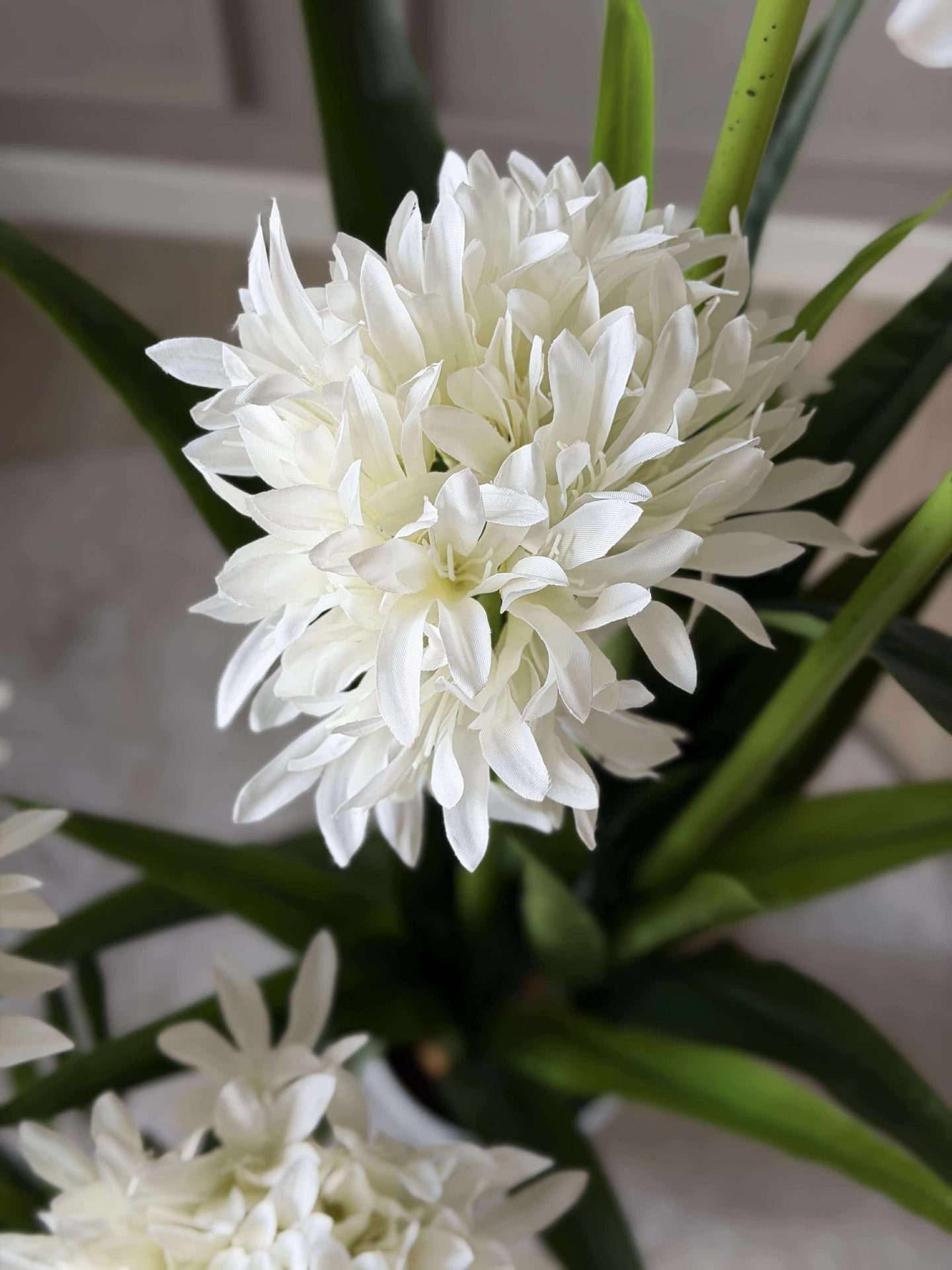 Agapanthus 80cm - mehrere Farben