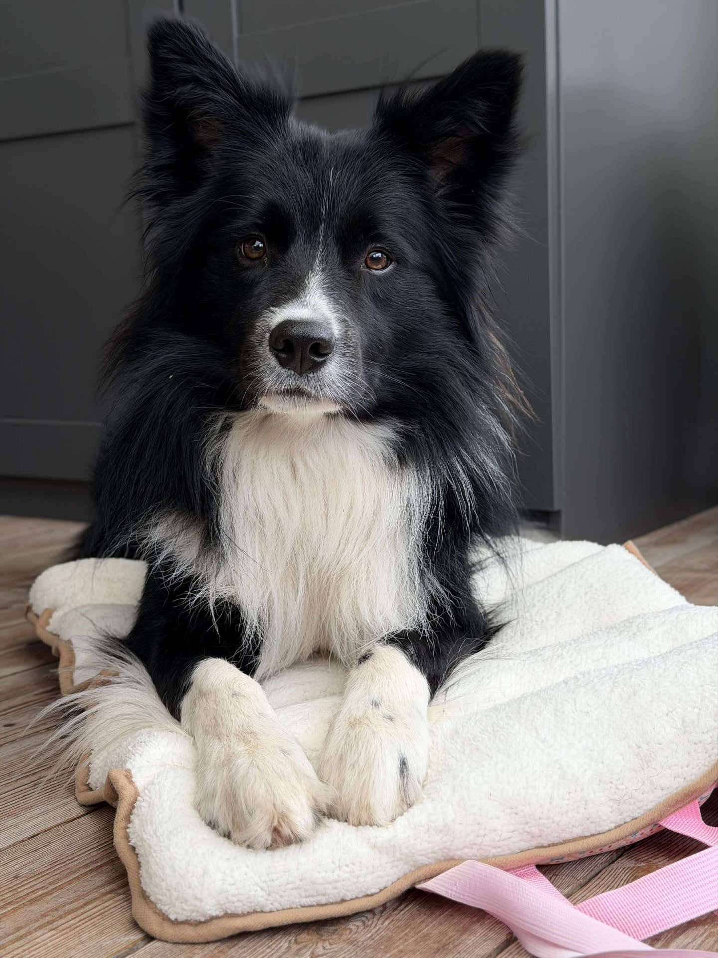 Hundedecke - Faltbar