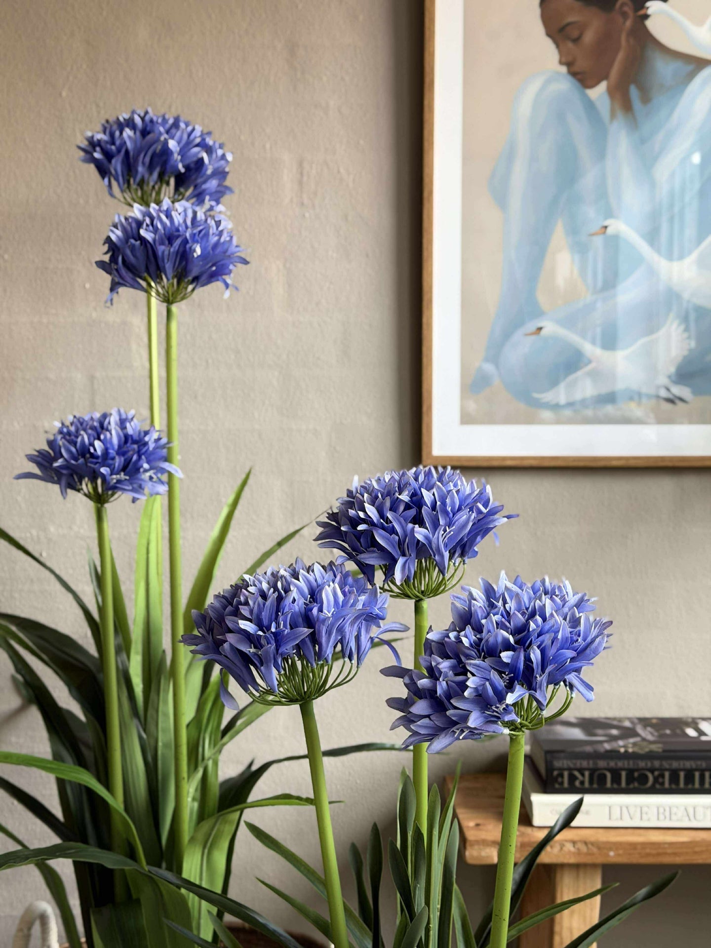 Agapanthus 120 cm - mehrere Farben