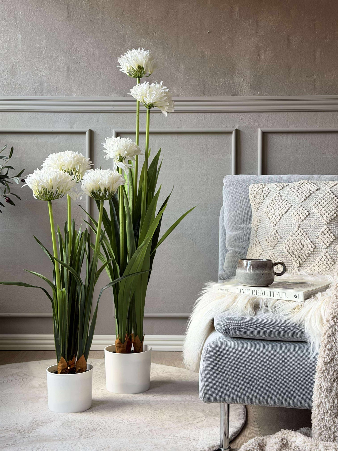 Agapanthus 120 cm - mehrere Farben