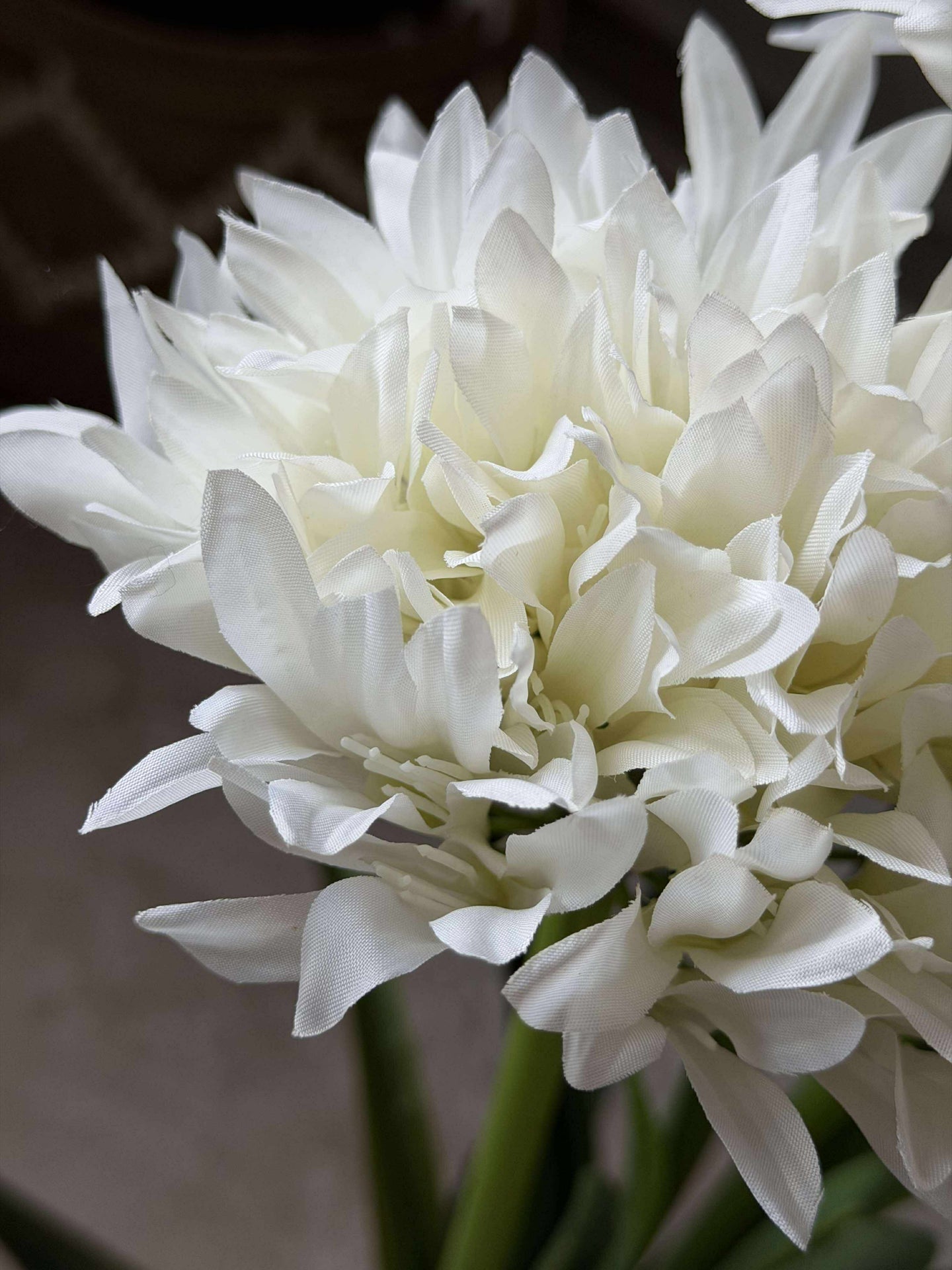Agapanthus 80cm - mehrere Farben
