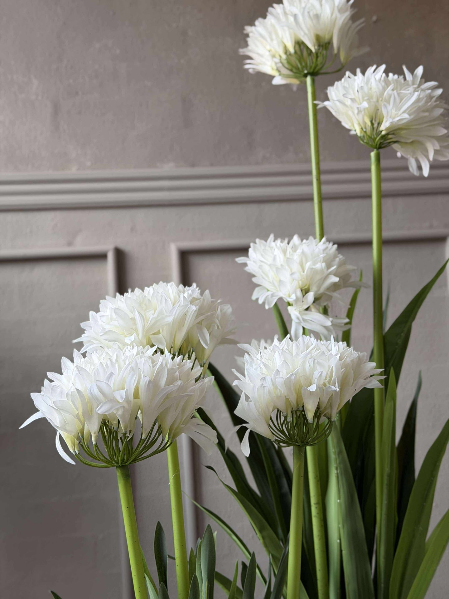Agapanthus 120 cm - mehrere Farben