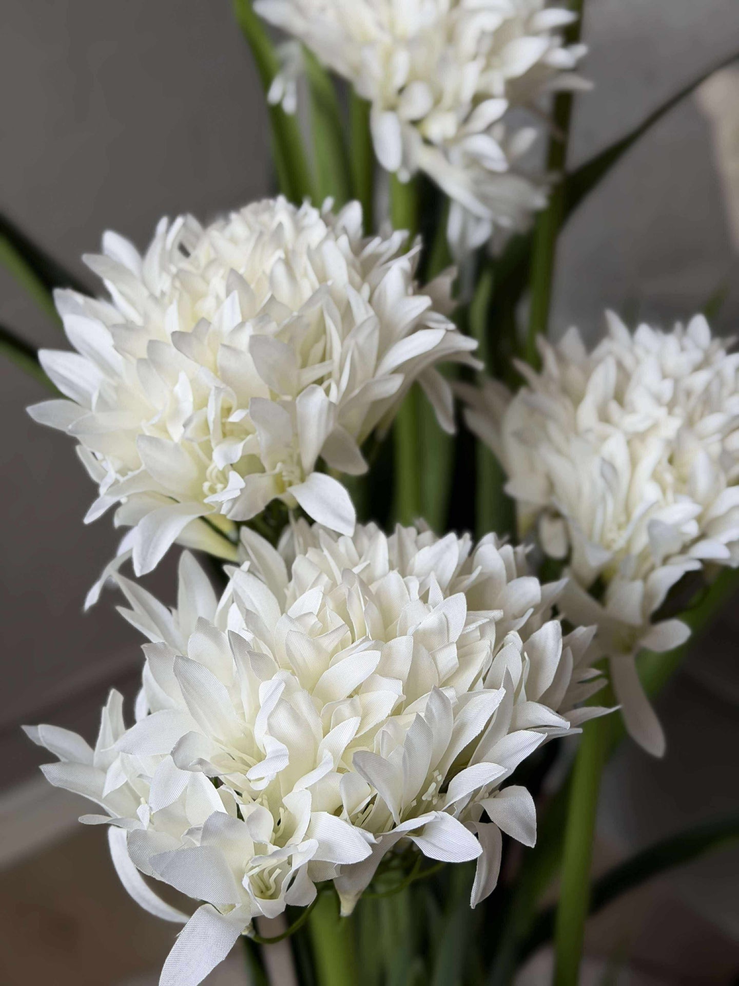 Agapanthus 120 cm - mehrere Farben