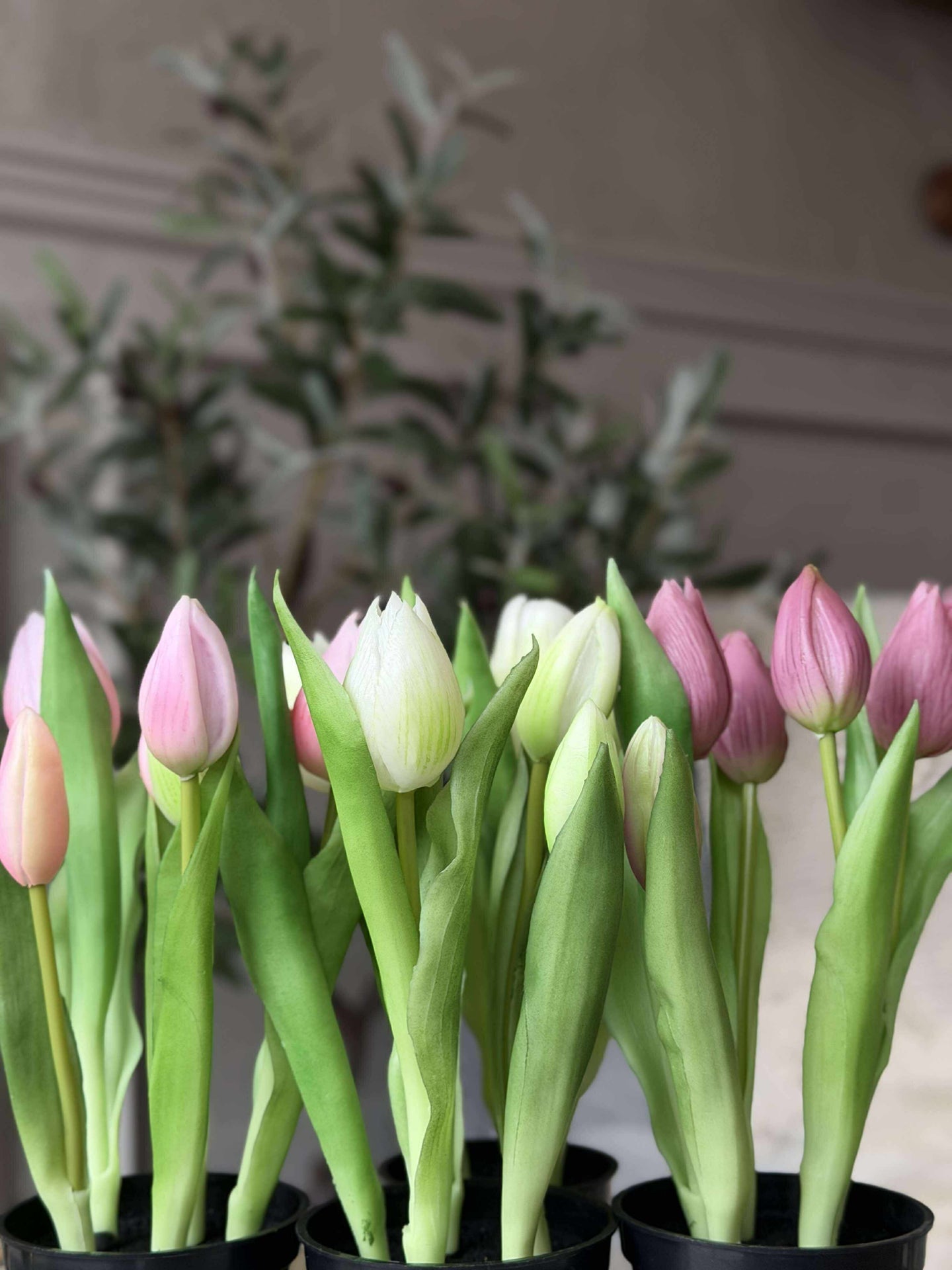 Tulpe im Topf - Weiß med 3 Blüten