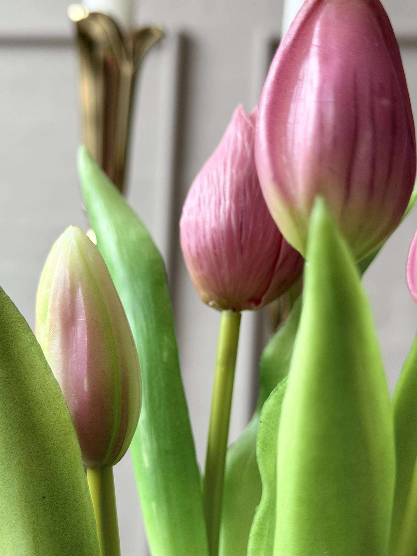 Tulpe im Topf - Dunkelrosa