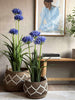 Agapanthus 80cm - mehrere Farben