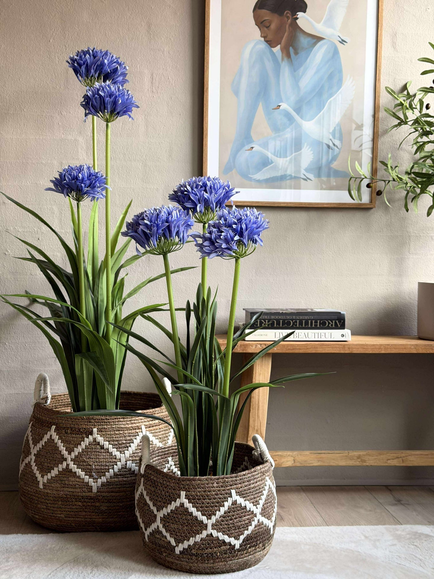 Agapanthus 120 cm - mehrere Farben