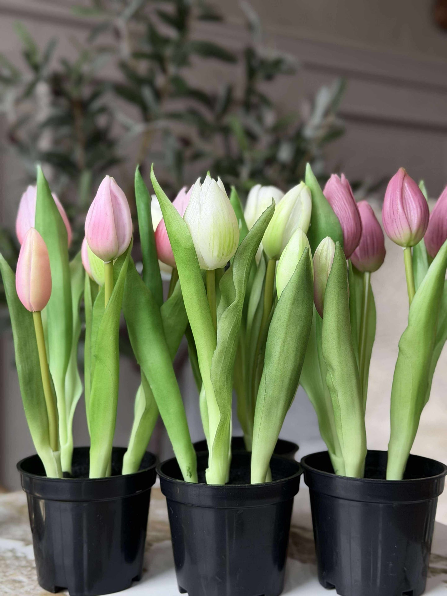 Tulpe im Topf - Dunkelrosa
