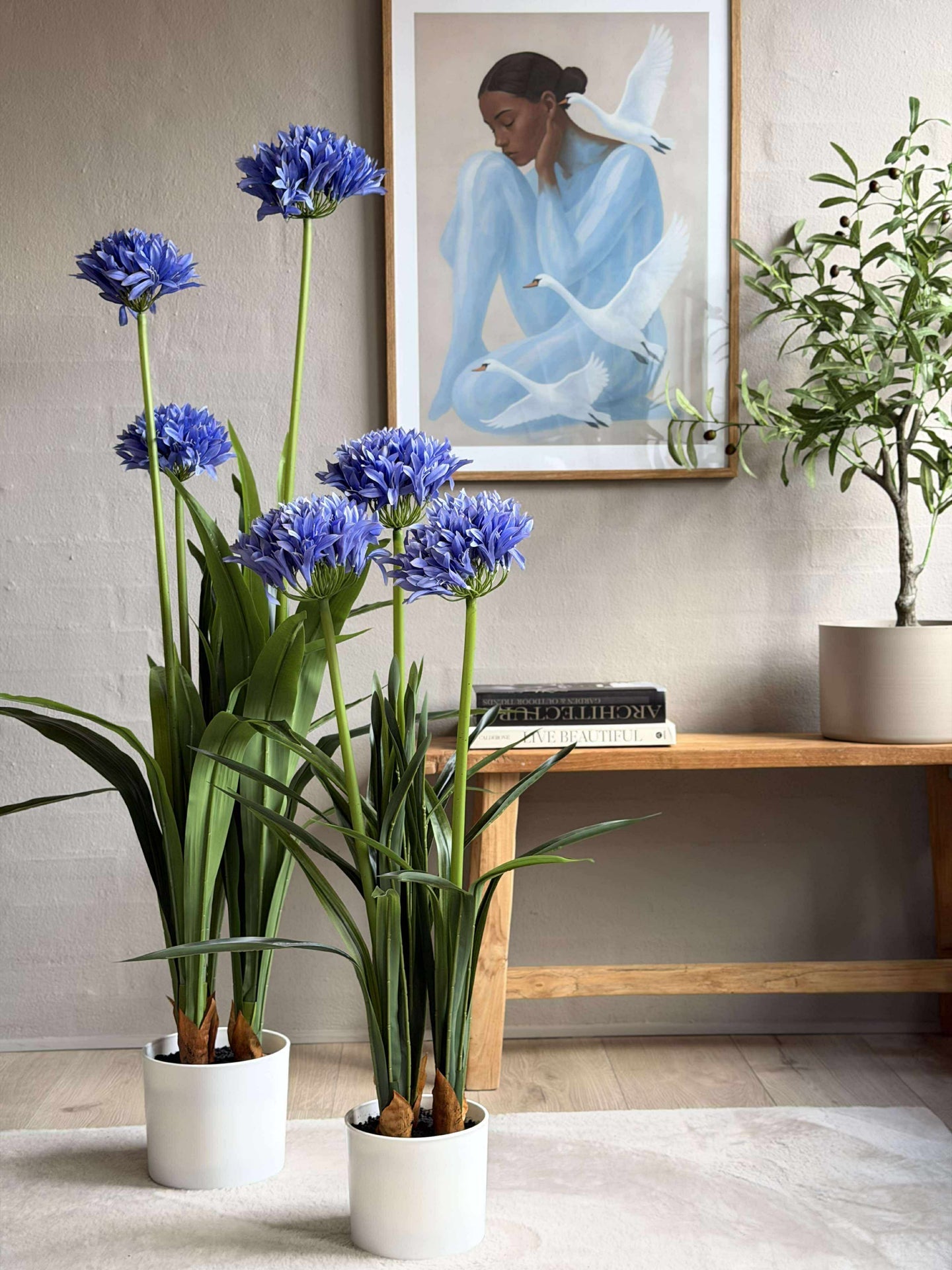 Agapanthus 120 cm - mehrere Farben