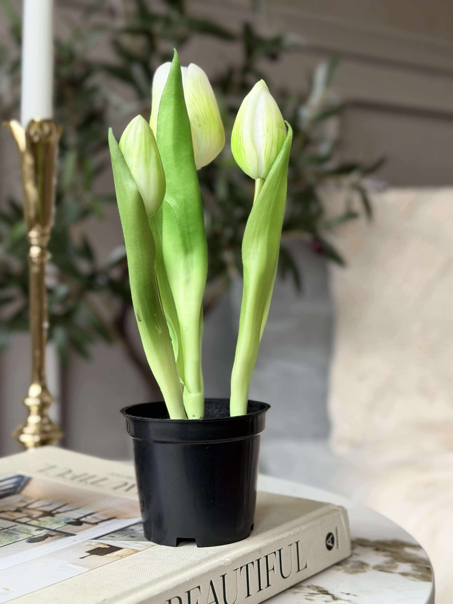 Tulpe im Topf - Weiß med 3 Blüten