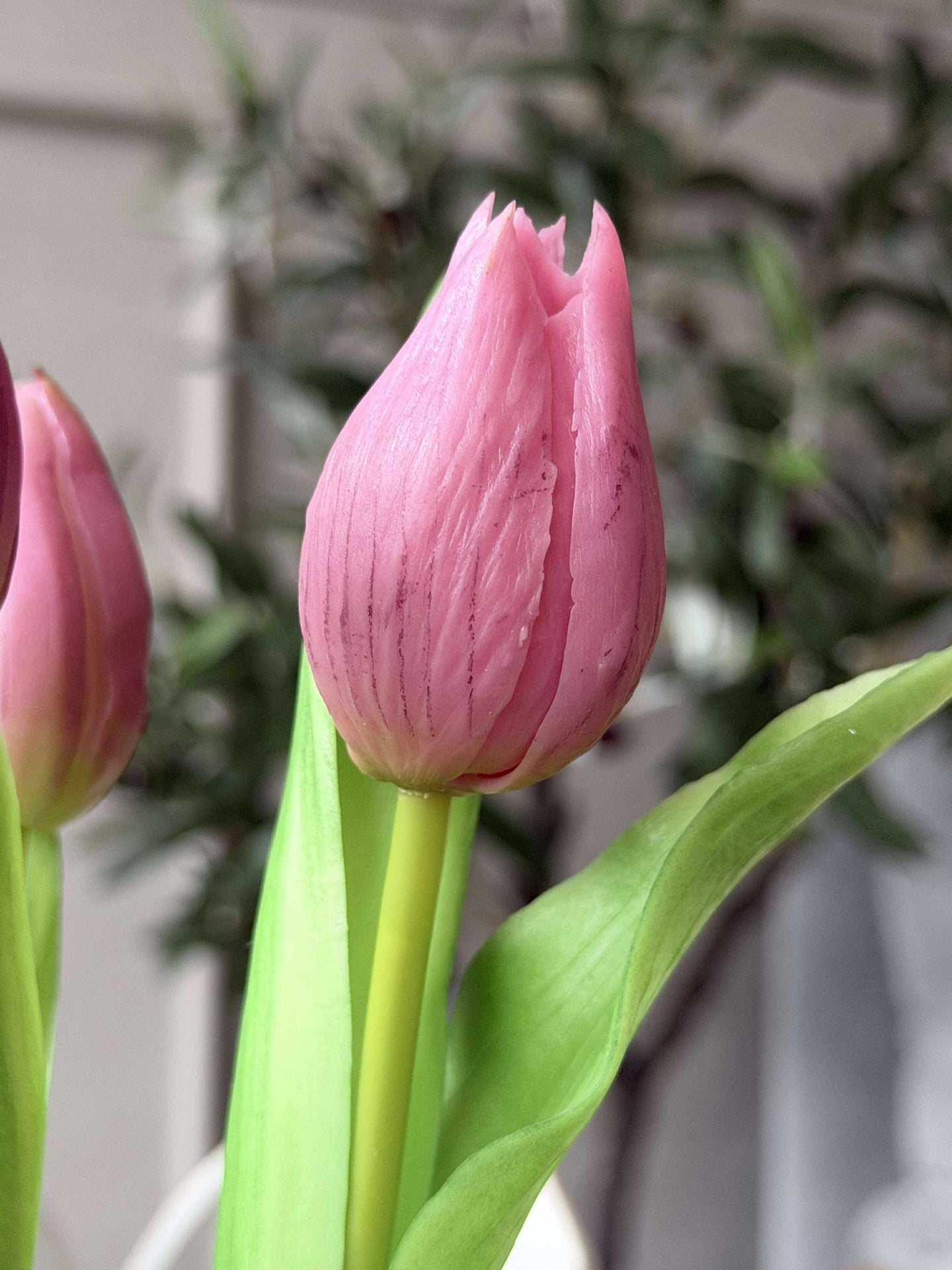 Tulpe im Topf - Dunkelrosa