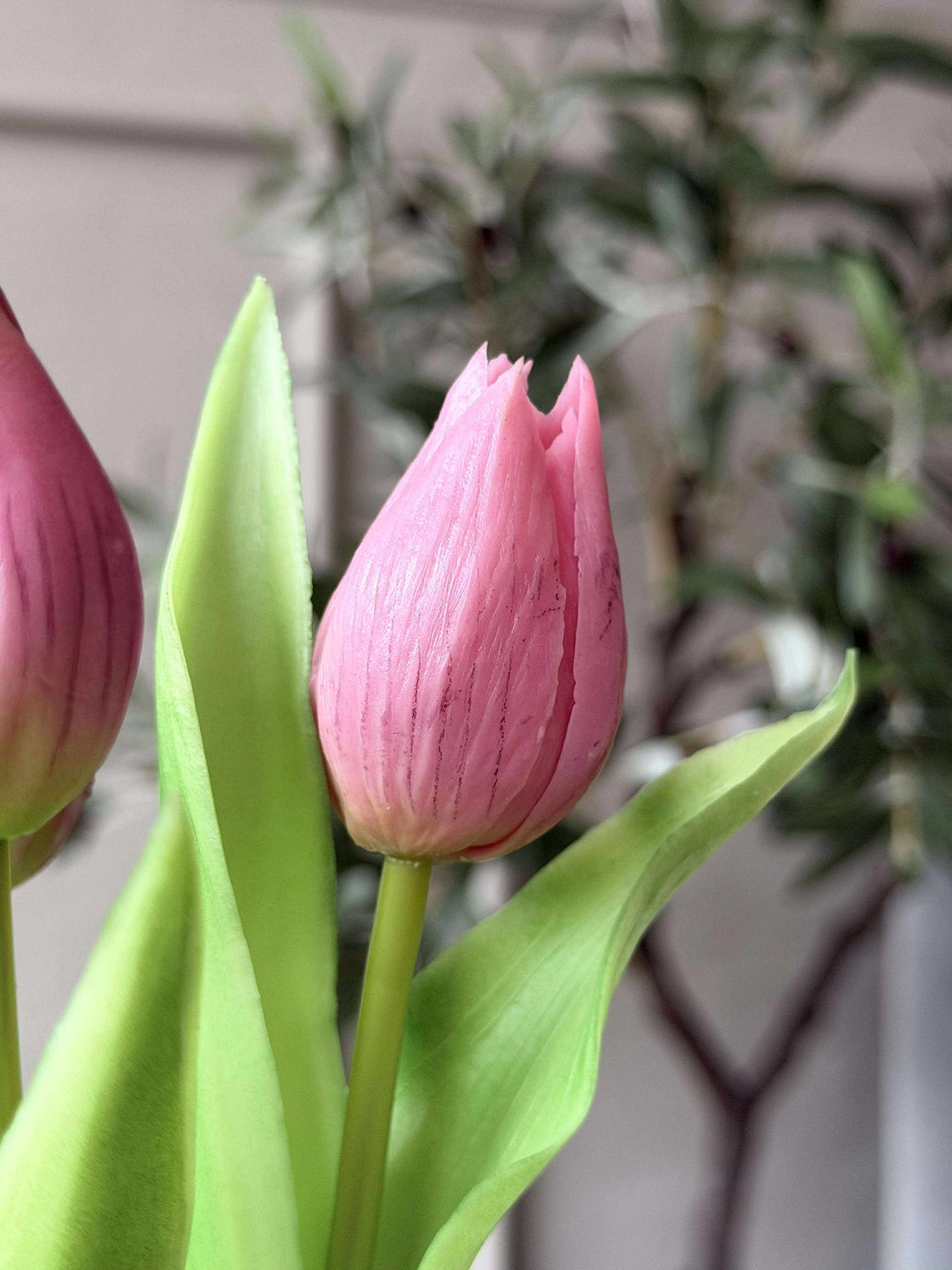 Tulpe im Topf - Dunkelrosa