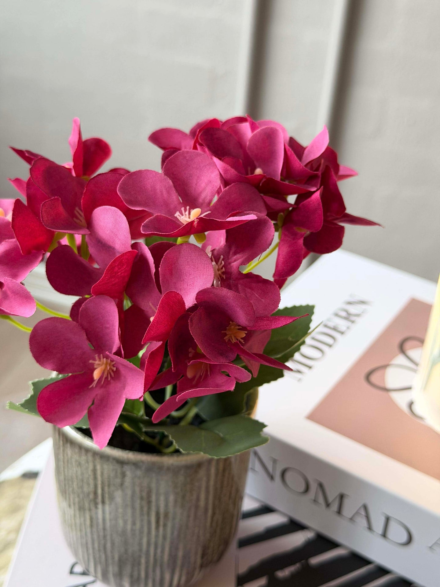 Mini-Hortensie im Topf - mehrere Farben