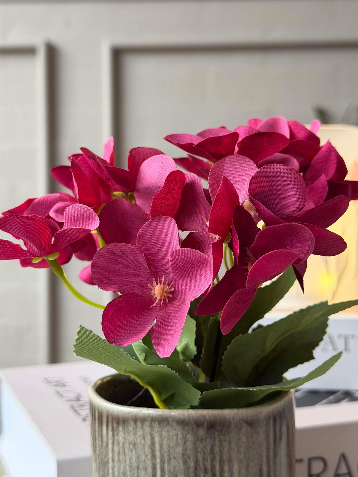 Mini-Hortensie im Topf - mehrere Farben