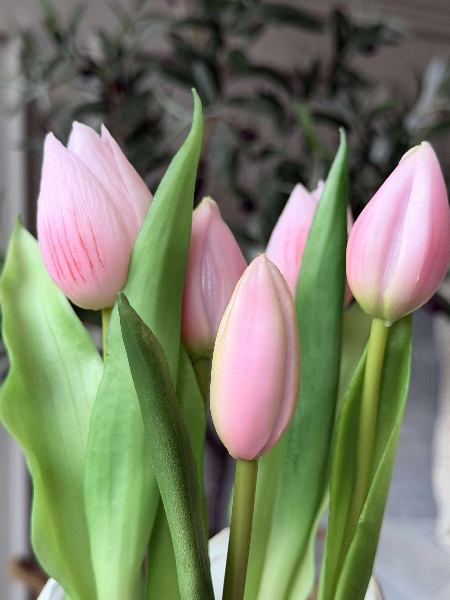 Tulpe im Topf - Rosa