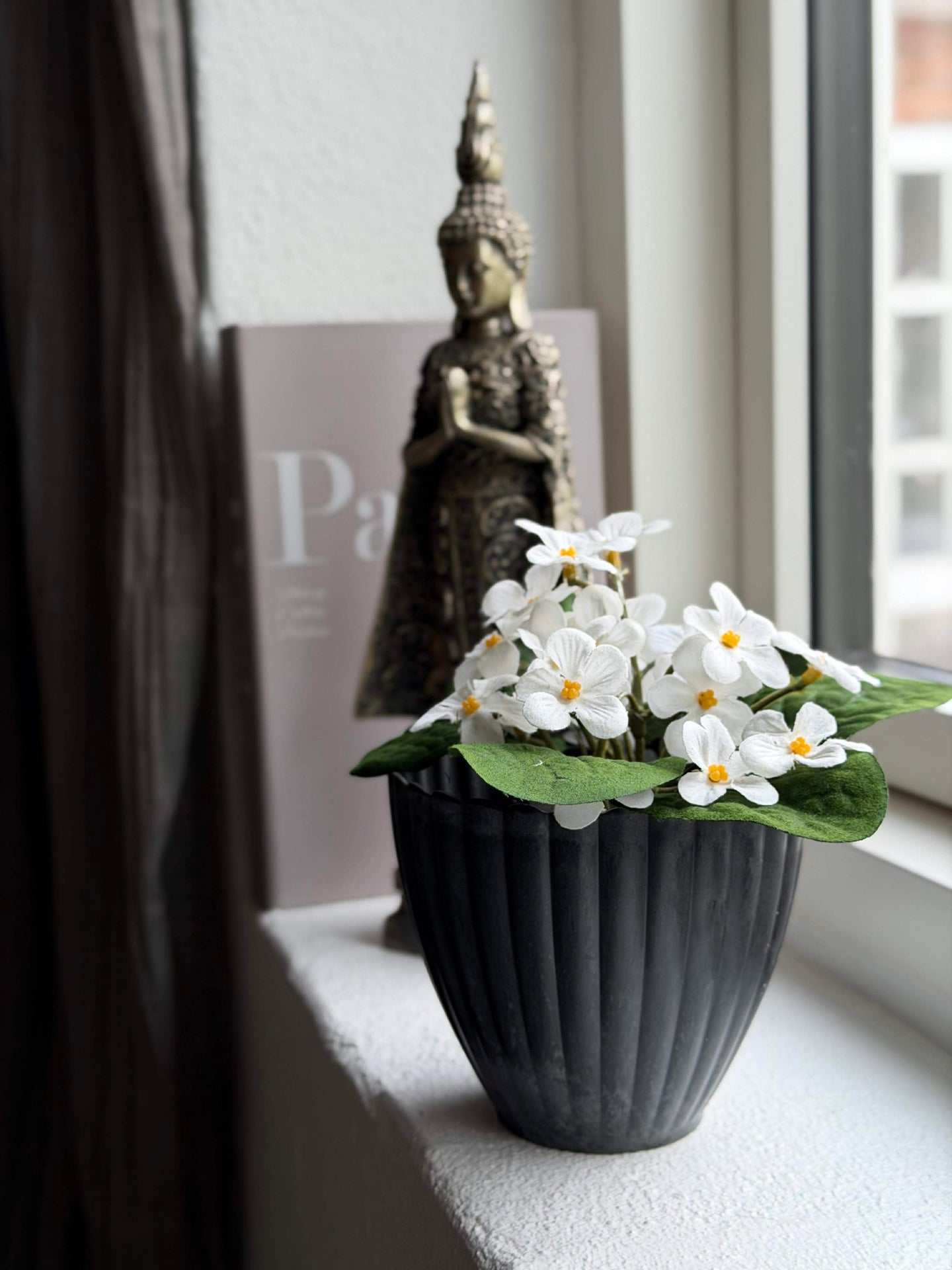 Saintpaulia im Topf - mehrere Farben