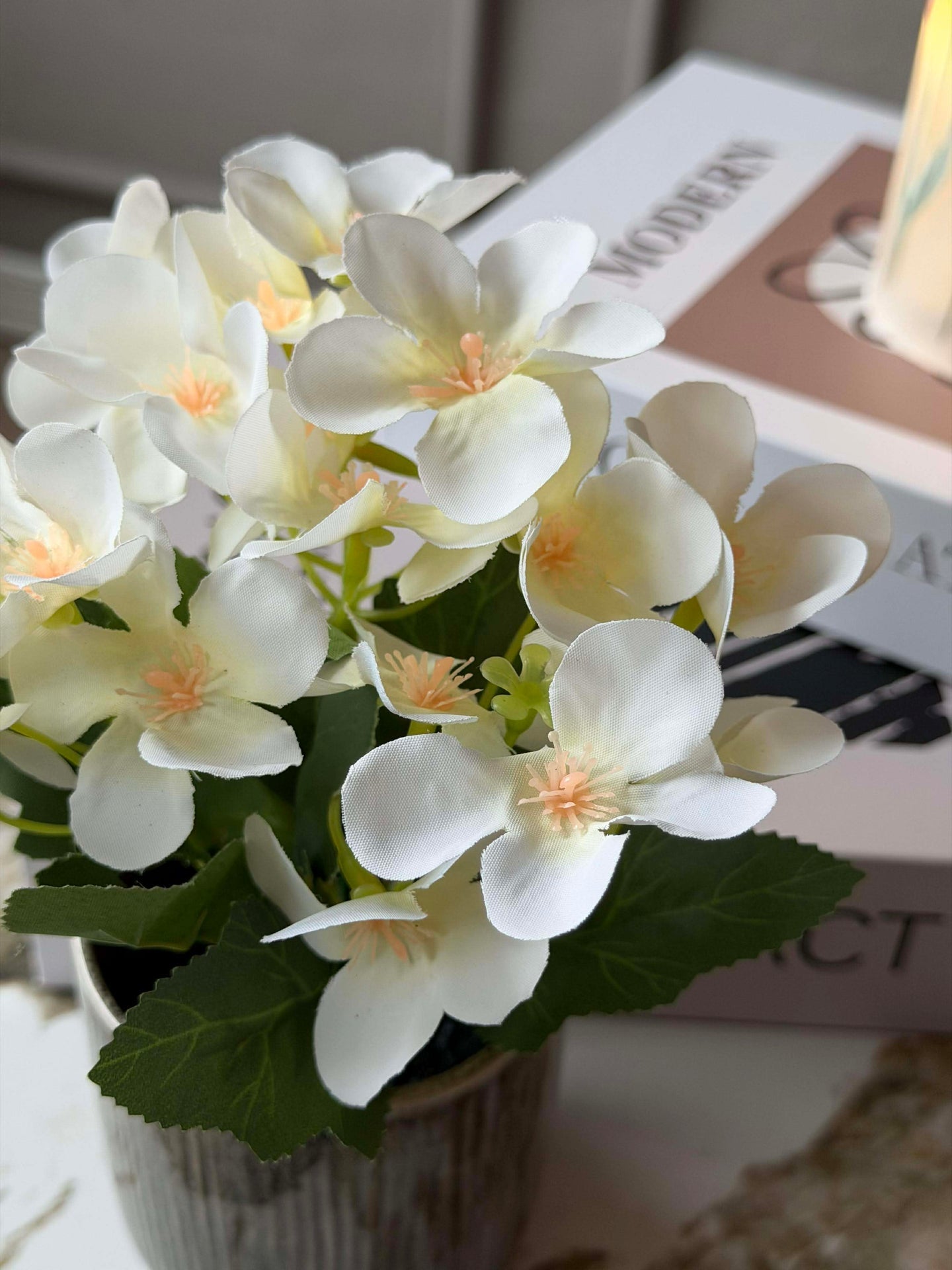 Mini-Hortensie im Topf - mehrere Farben