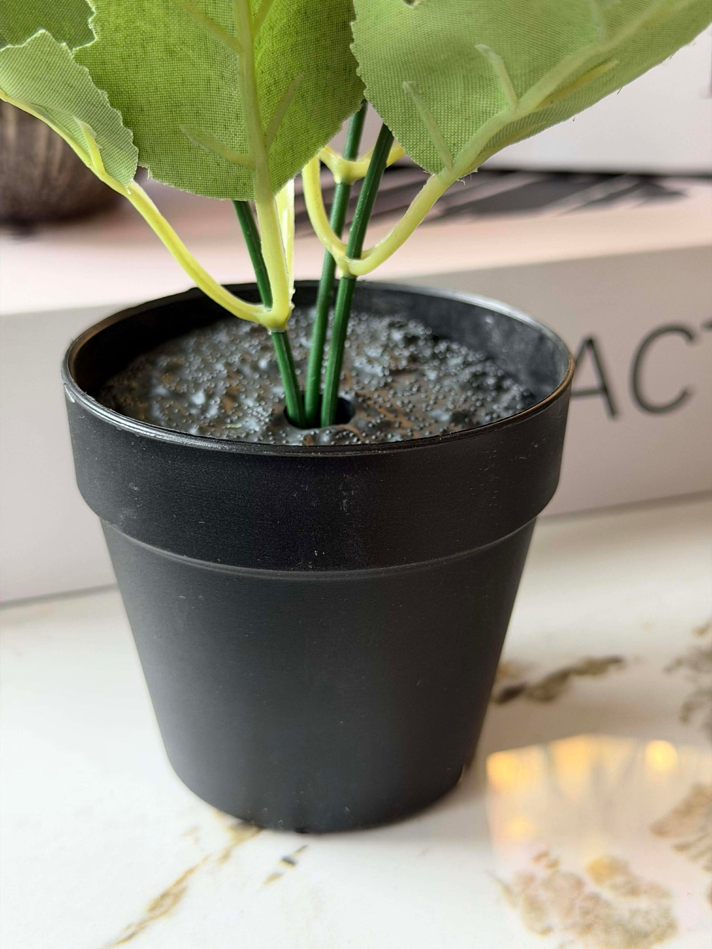 Mini-Hortensie im Topf - mehrere Farben