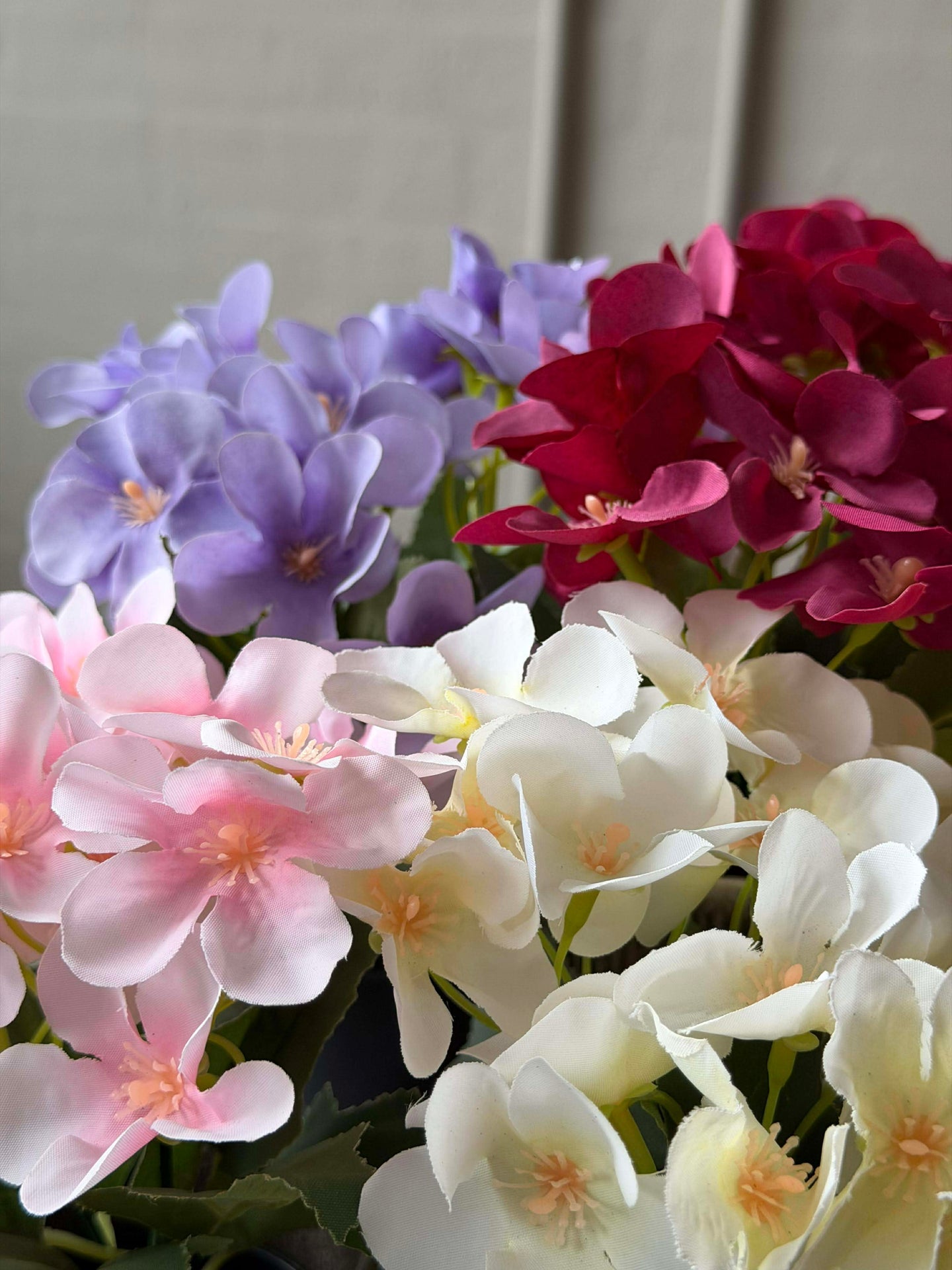 Mini-Hortensie im Topf - mehrere Farben