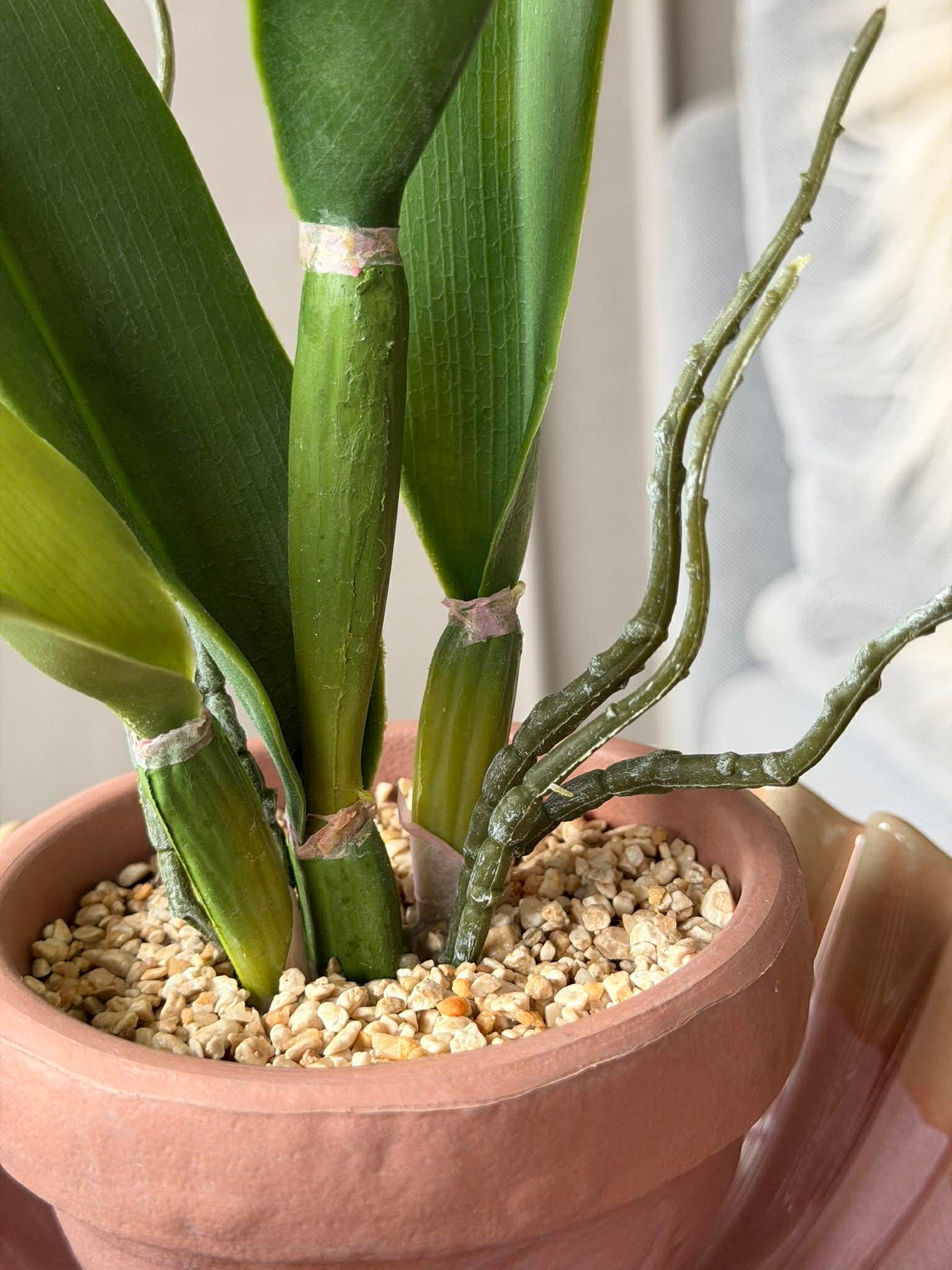 Orchidee im Topf Rosa - Verschiedene Größen