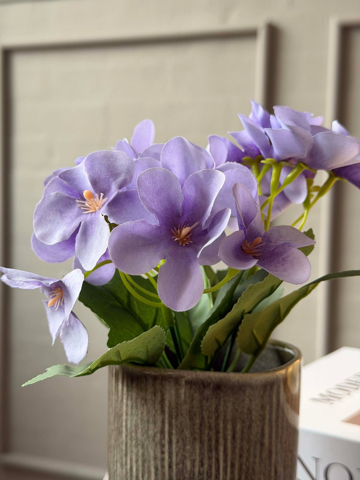 Mini-Hortensie im Topf - mehrere Farben
