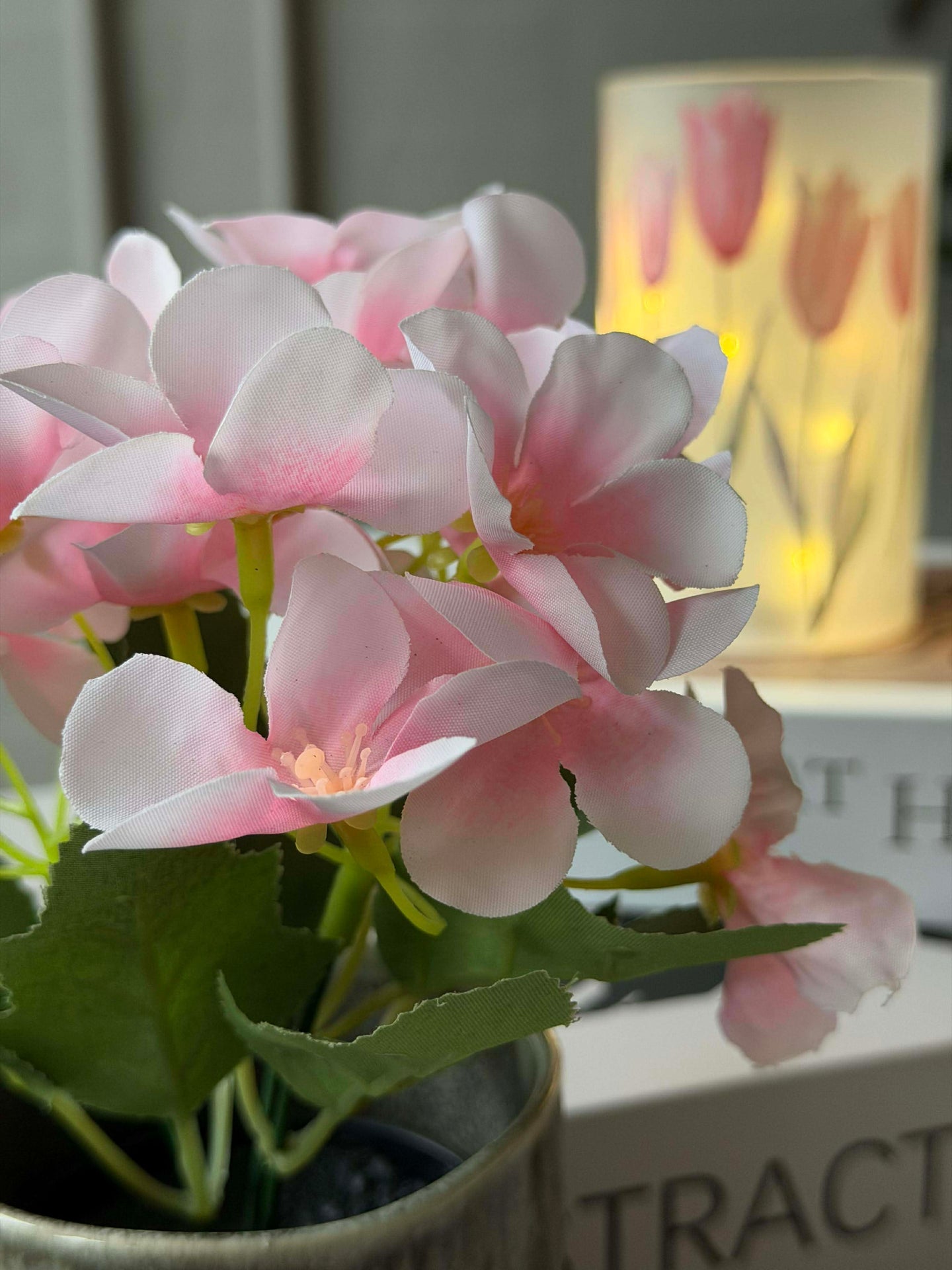 Mini-Hortensie im Topf - mehrere Farben