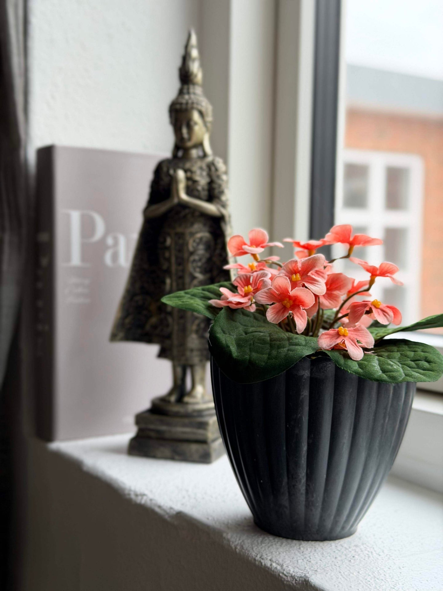 Saintpaulia im Topf - mehrere Farben