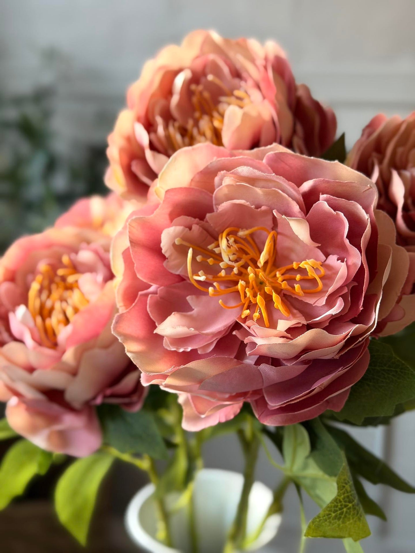 Pfingstrose Rosa