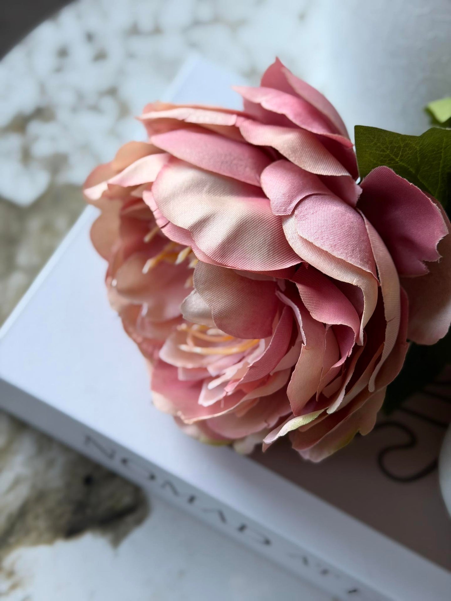 Pfingstrose Rosa