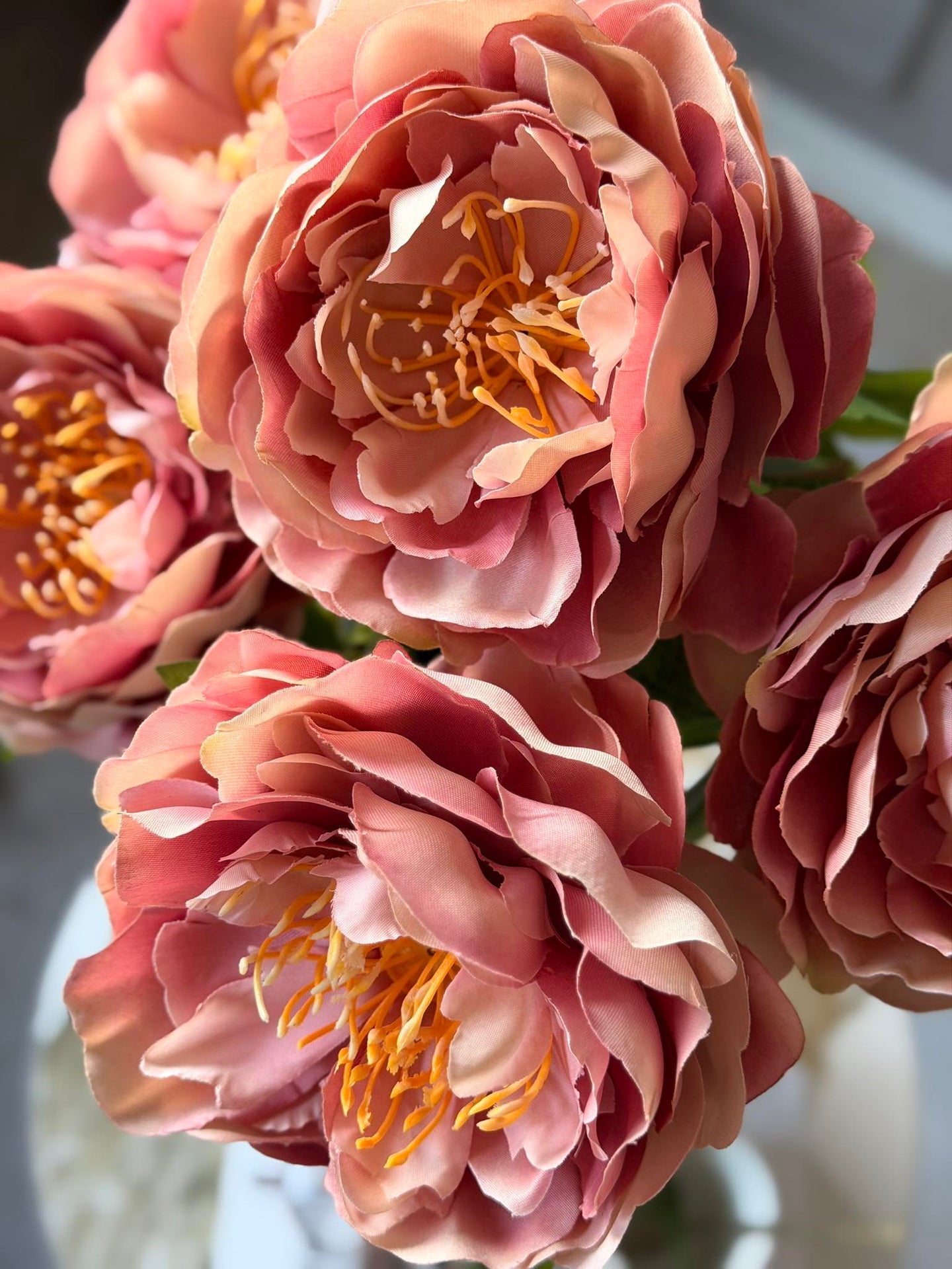 Pfingstrose Rosa
