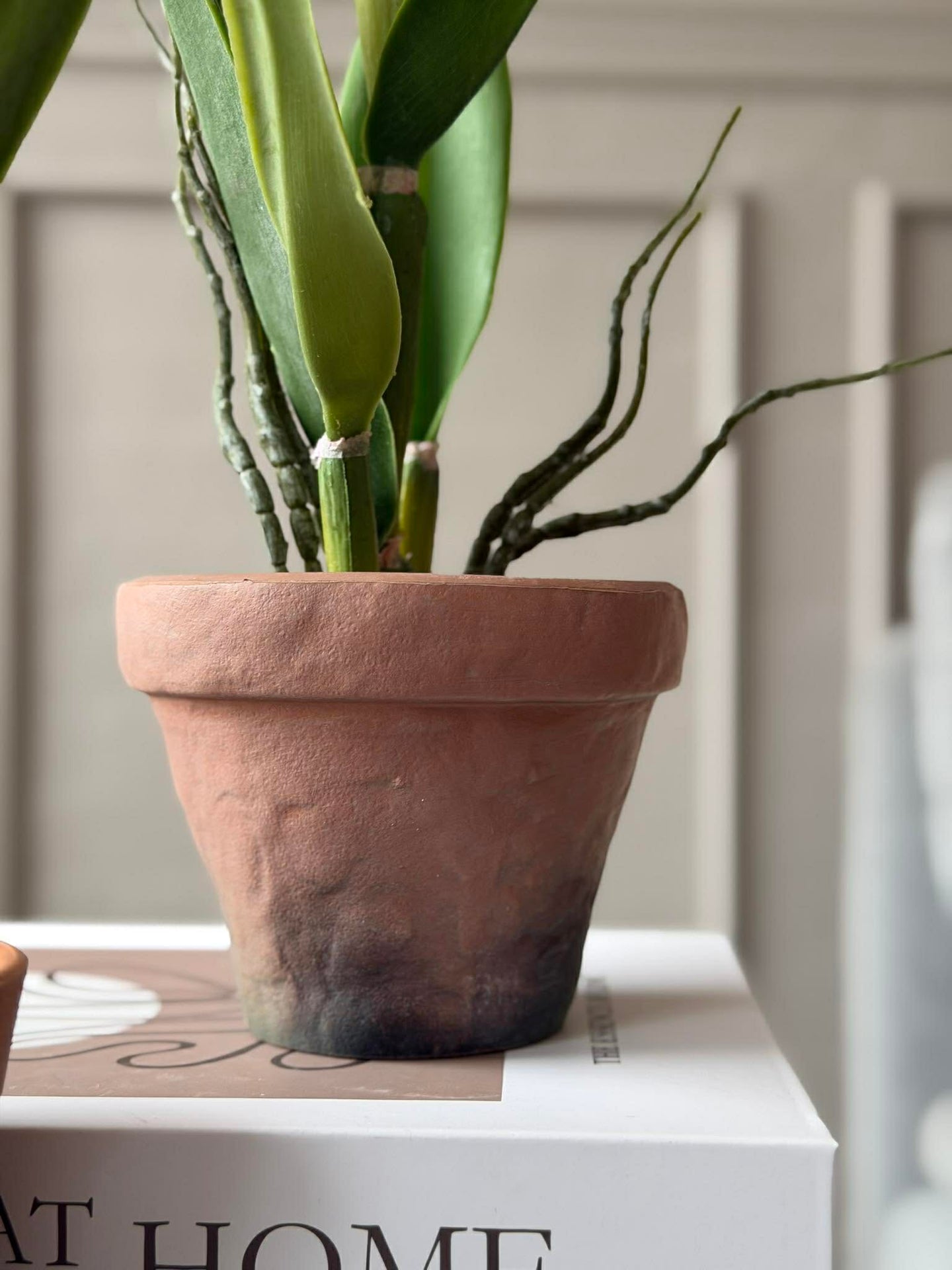 Orchidee im Topf Rosa - Verschiedene Größen