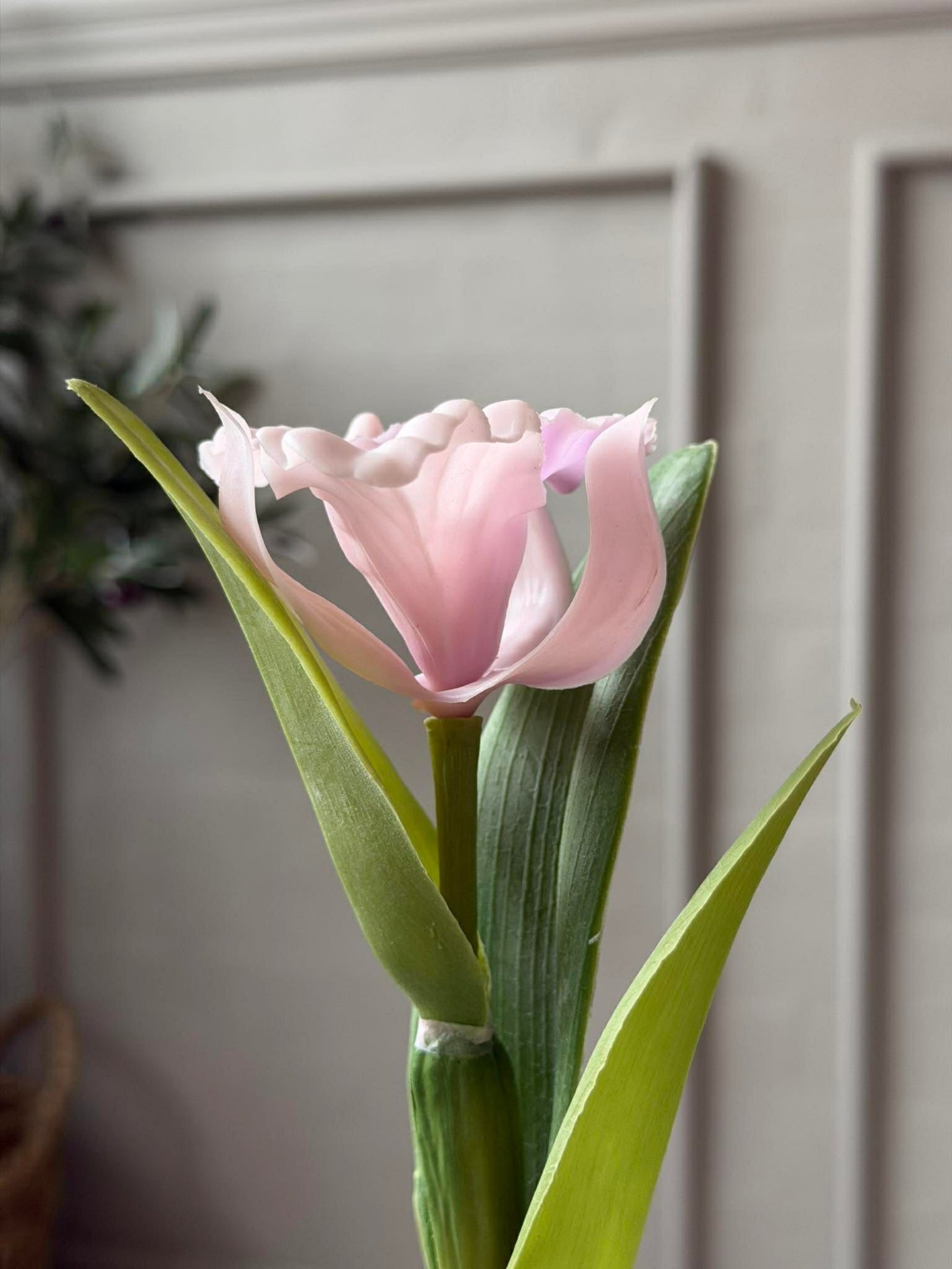 Orchidee im Topf Rosa - Verschiedene Größen