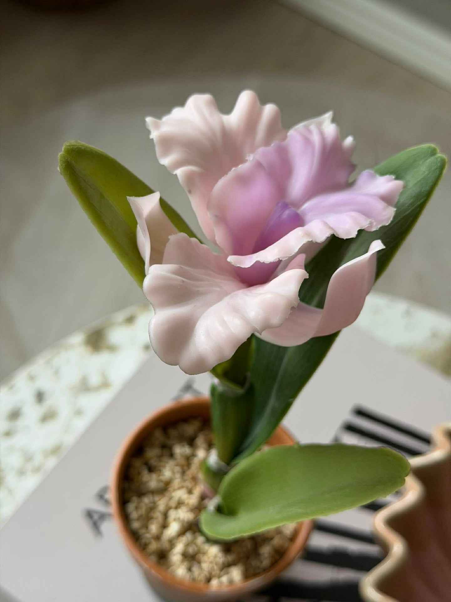 Orchidee im Topf Rosa - Verschiedene Größen
