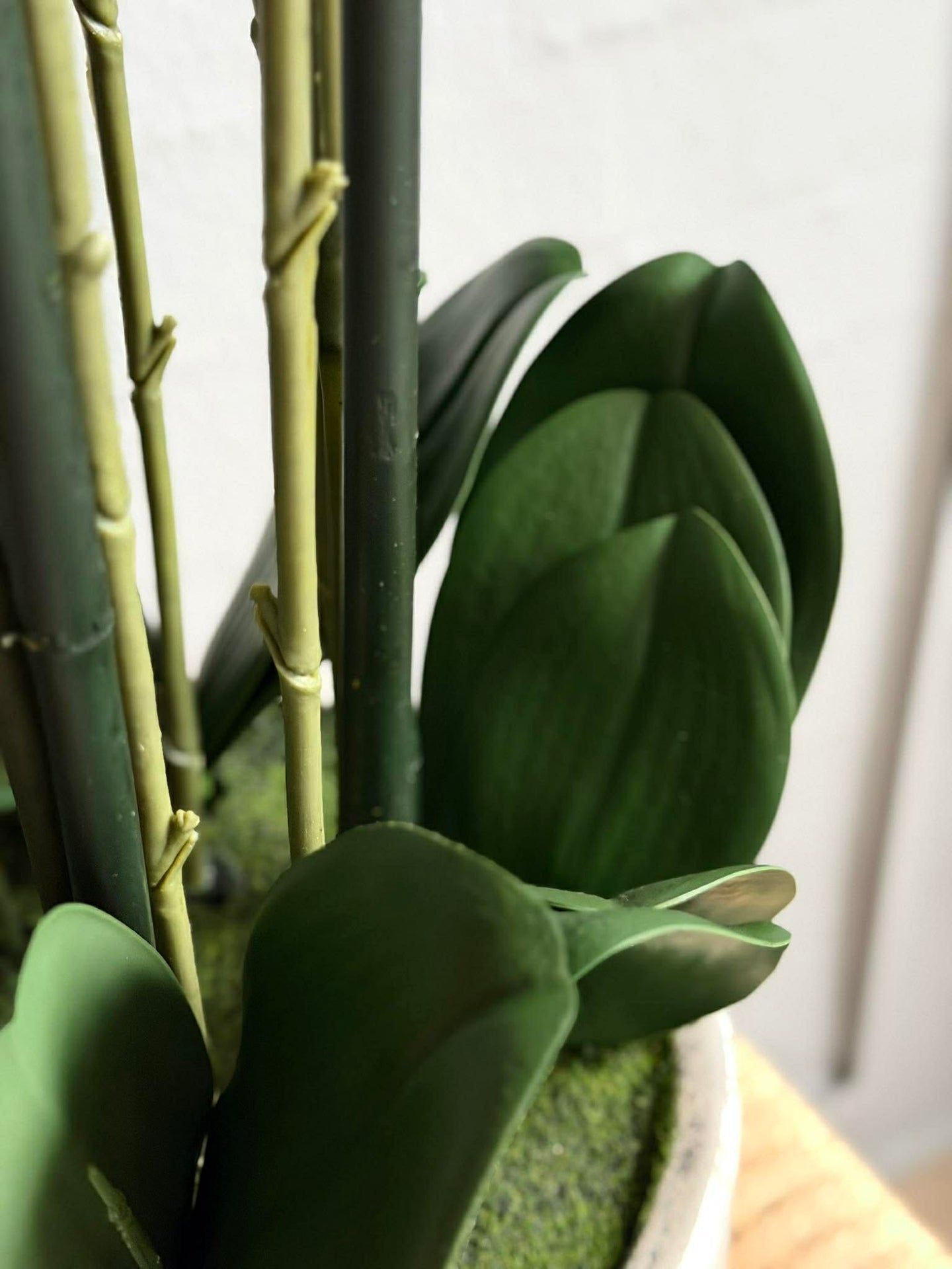 Orchidee im Topf 105 cm - Weiß