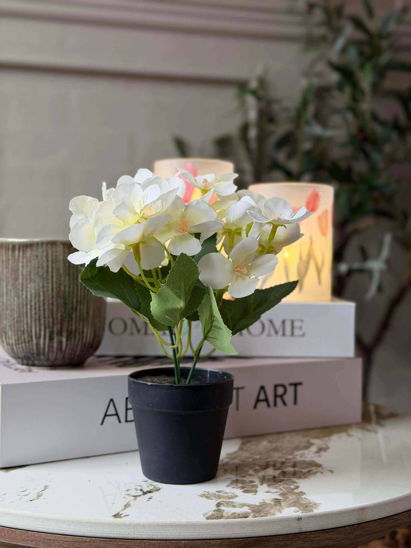 Mini-Hortensie im Topf - mehrere Farben