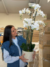 Orchidee im Topf 105 cm - Weiß