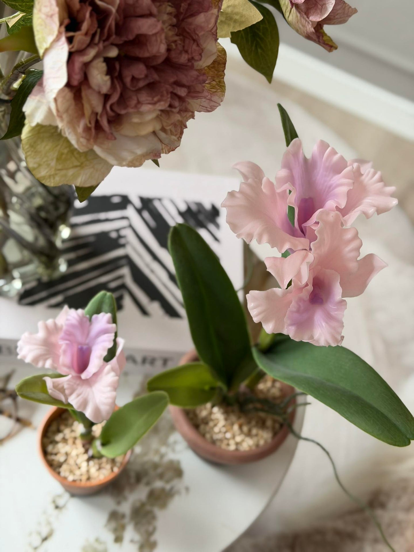 Orchidee im Topf Rosa - Verschiedene Größen