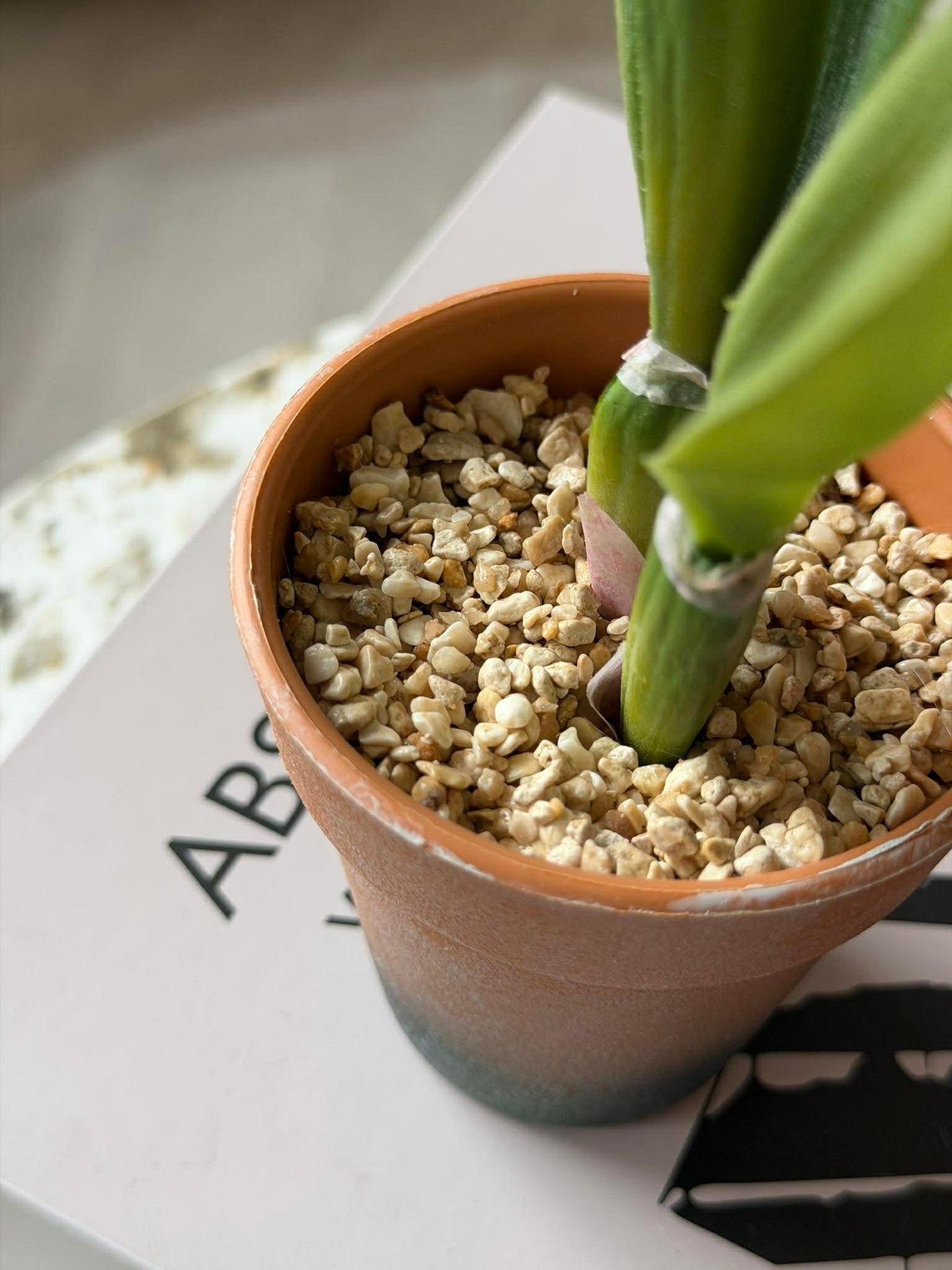 Orchidee im Topf Rosa - Verschiedene Größen