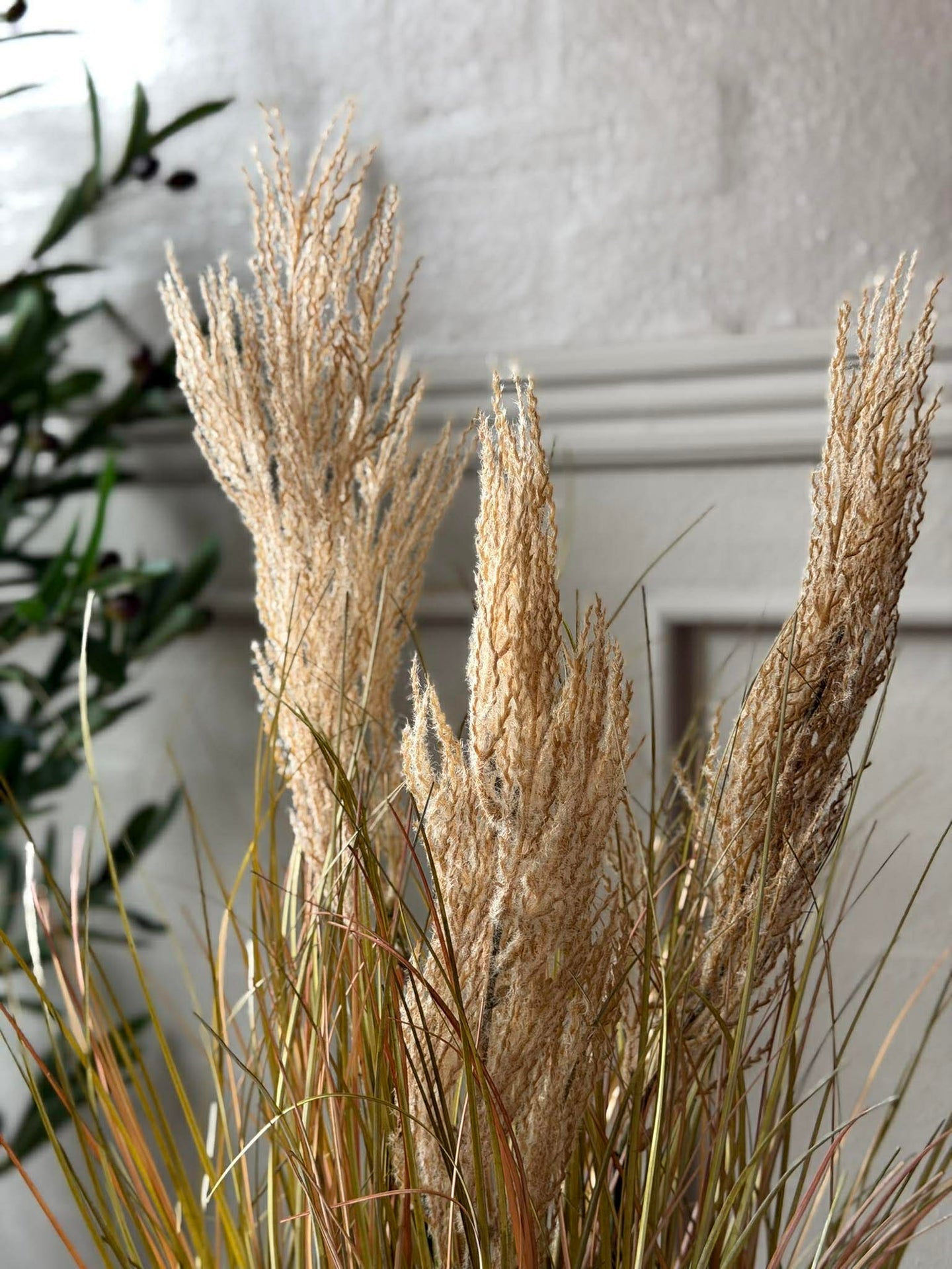 Pampas im Topf für innen und außen - 60 cm