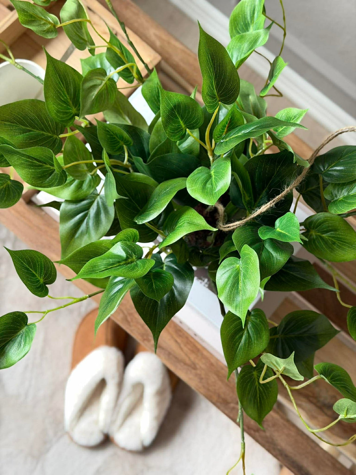 Hängepflanze Herz-Philodendron